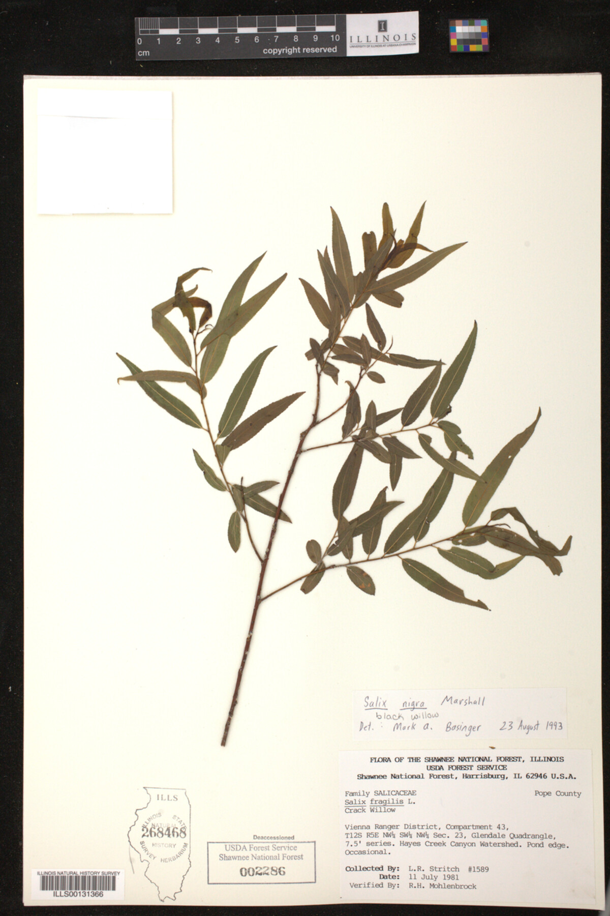 Salix nigra image