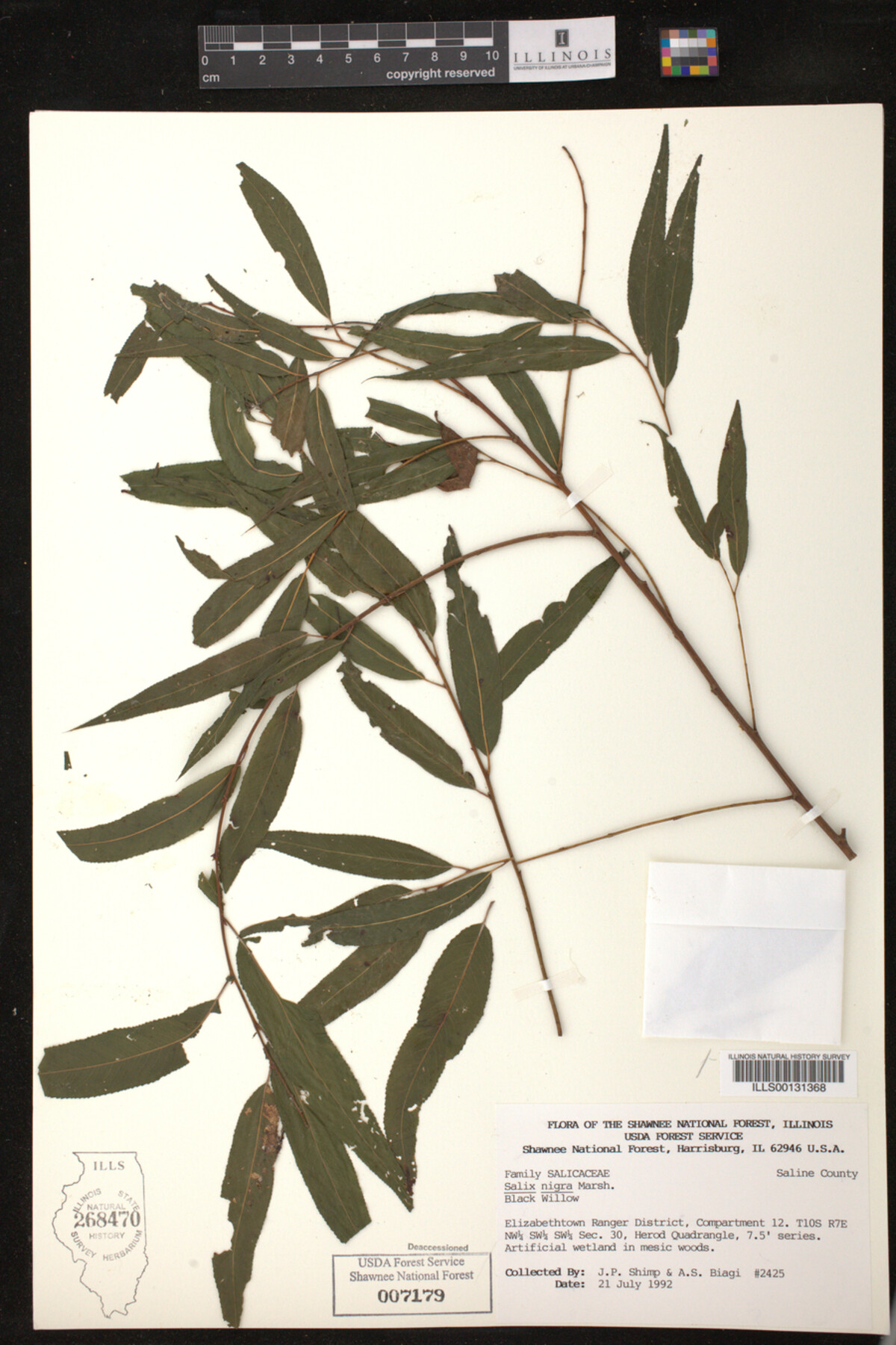Salix nigra image