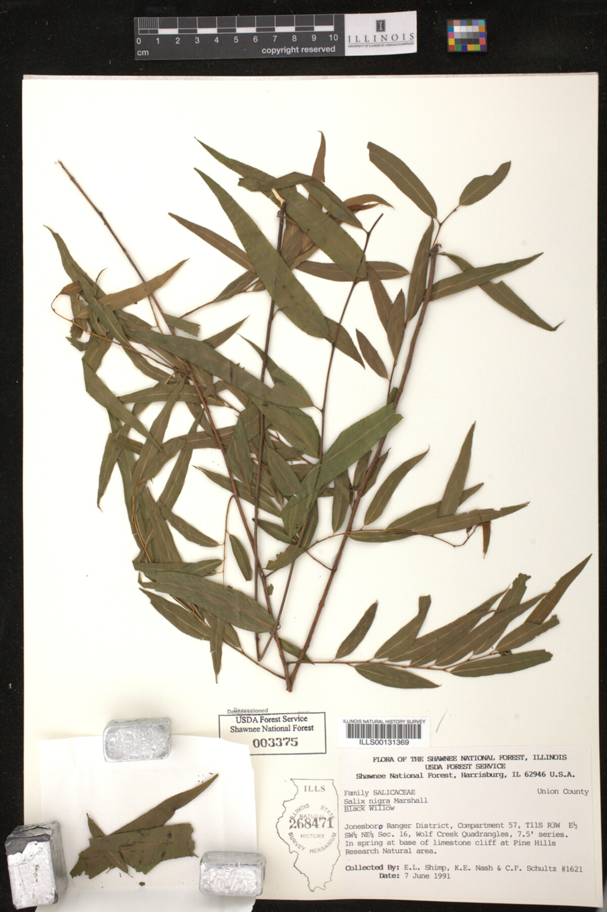 Salix nigra image