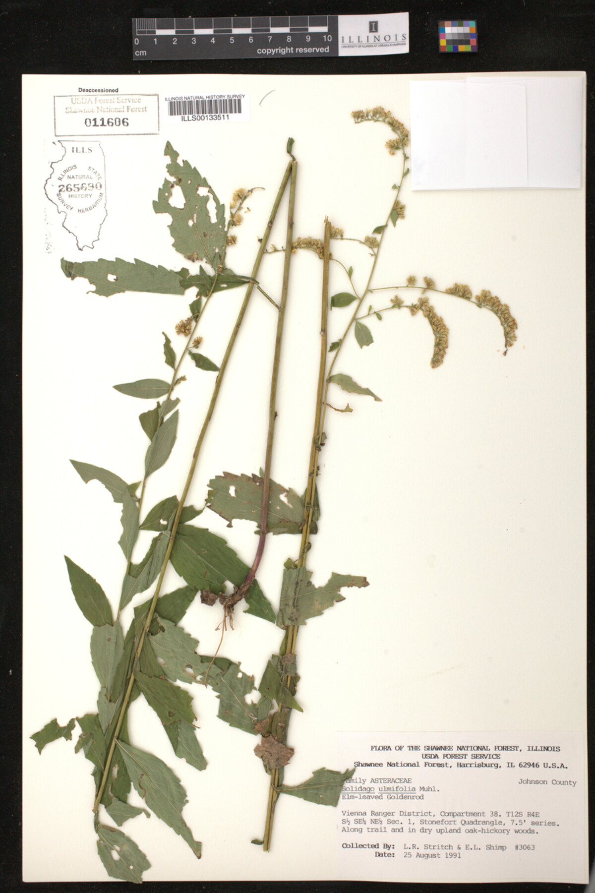 Solidago ulmifolia image