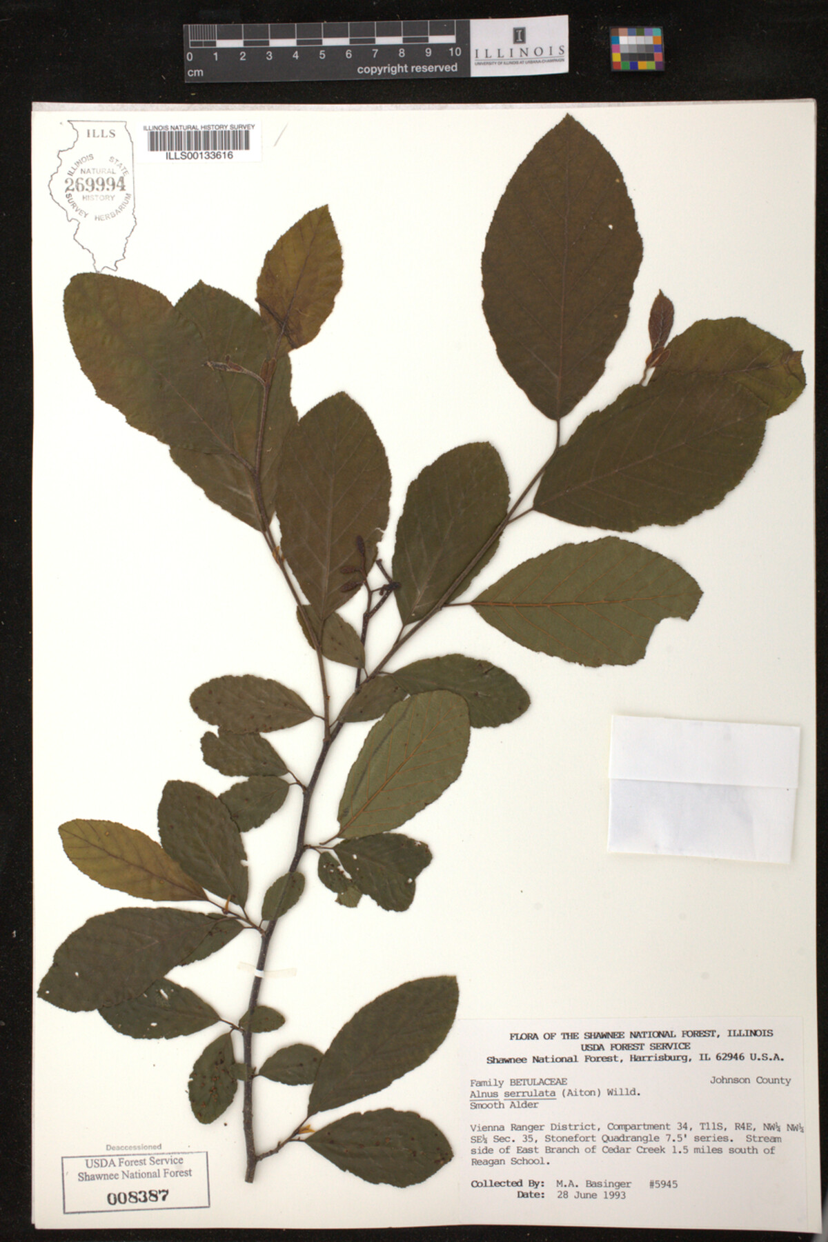 Alnus serrulata image