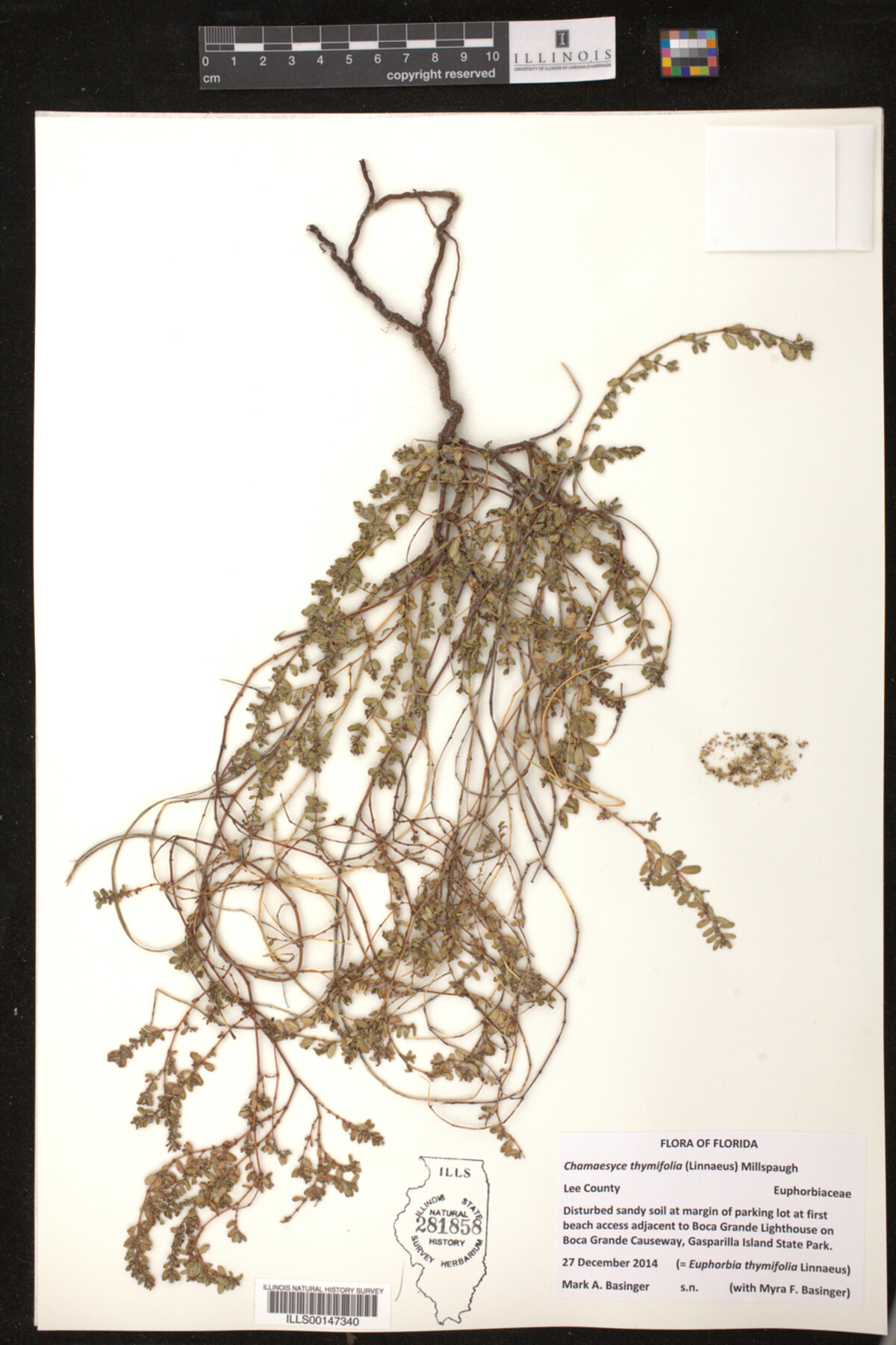 Euphorbia thymifolia image