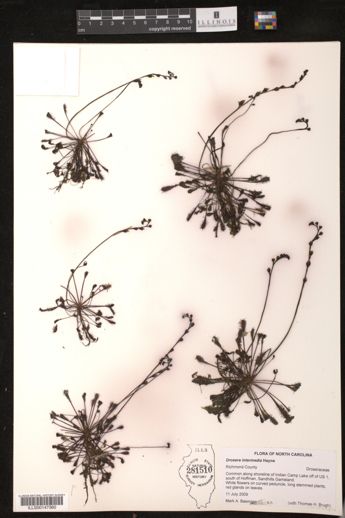 Drosera intermedia image