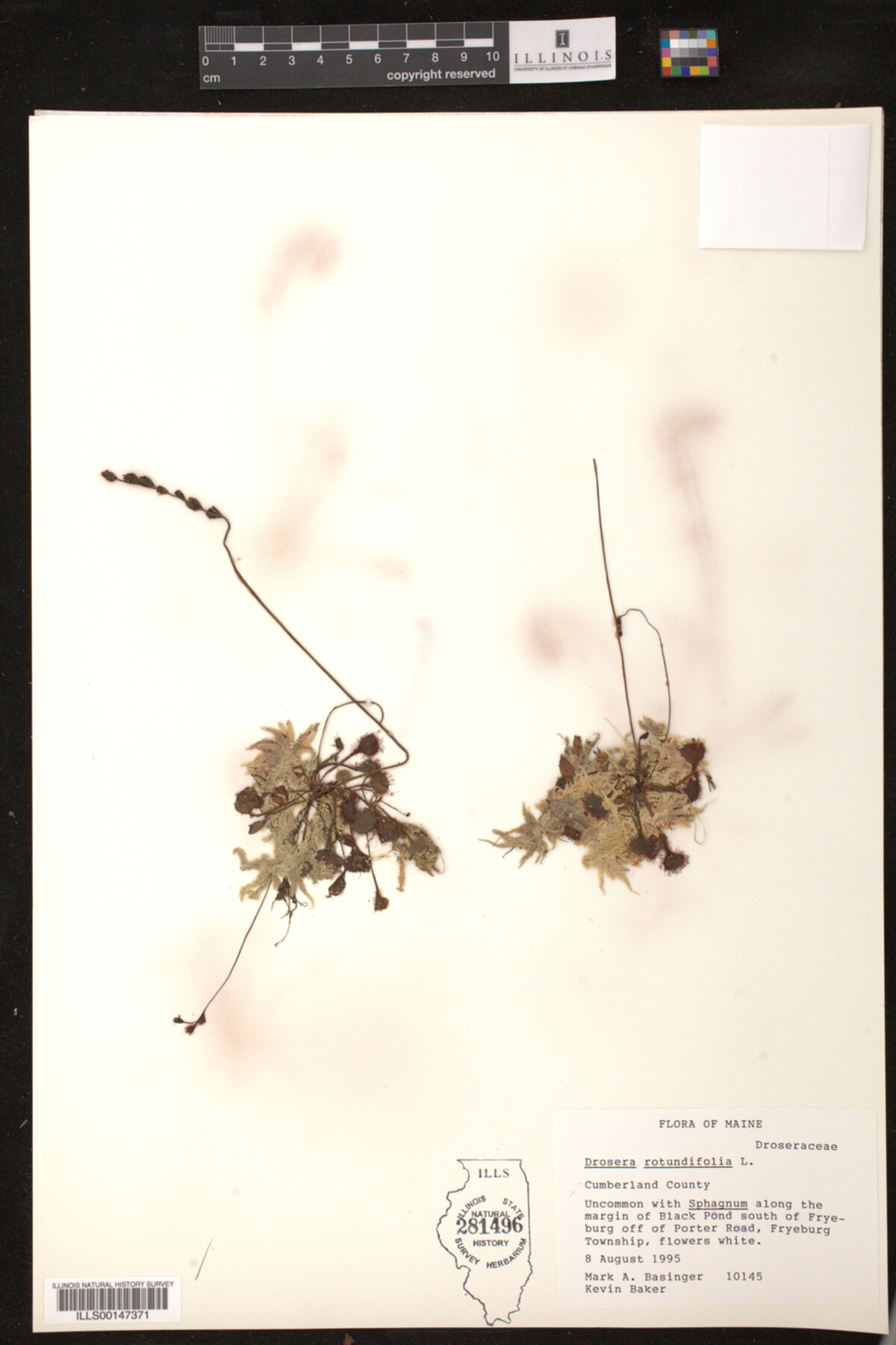 Drosera rotundifolia image