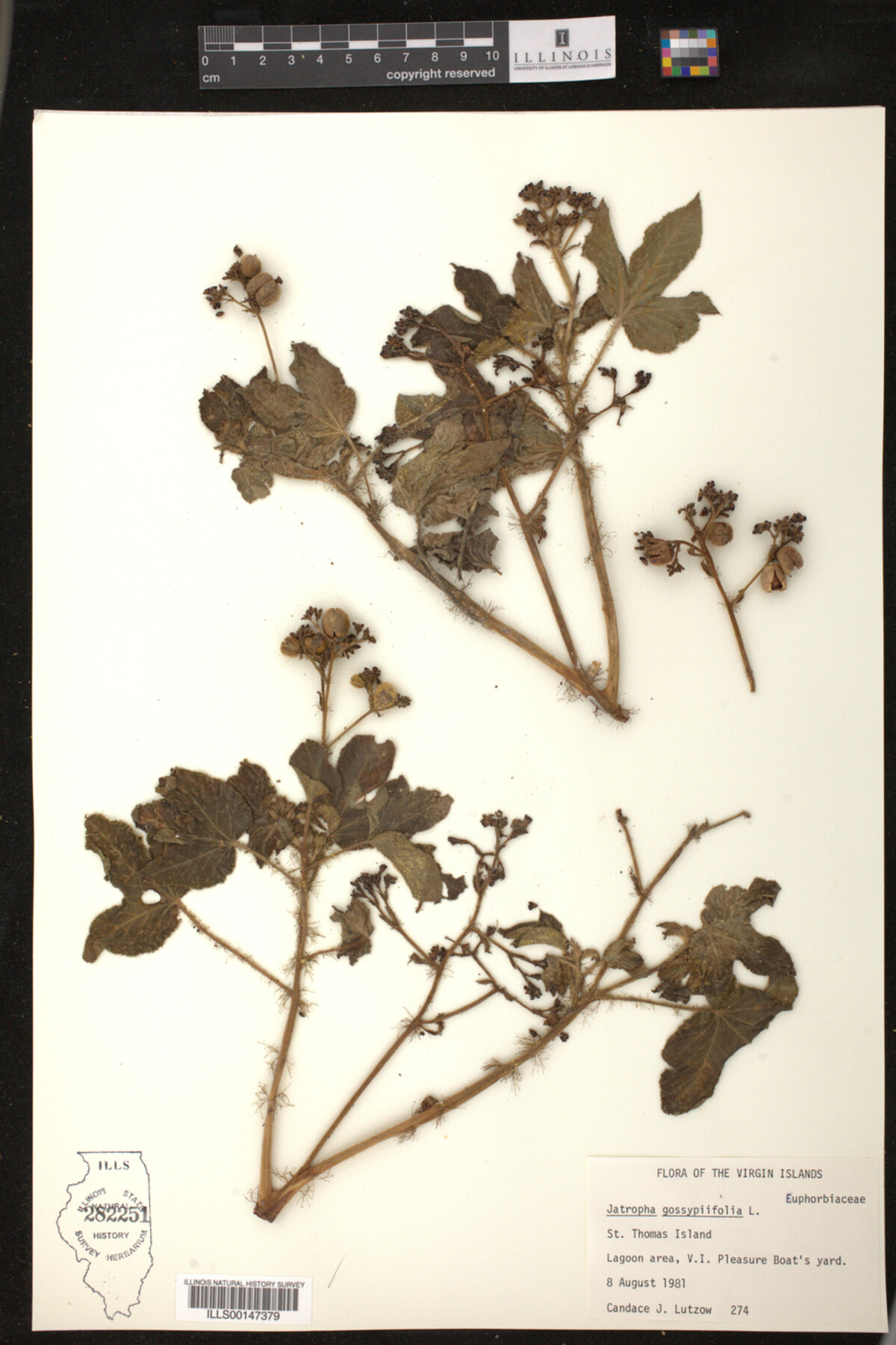 Jatropha gossypiifolia image