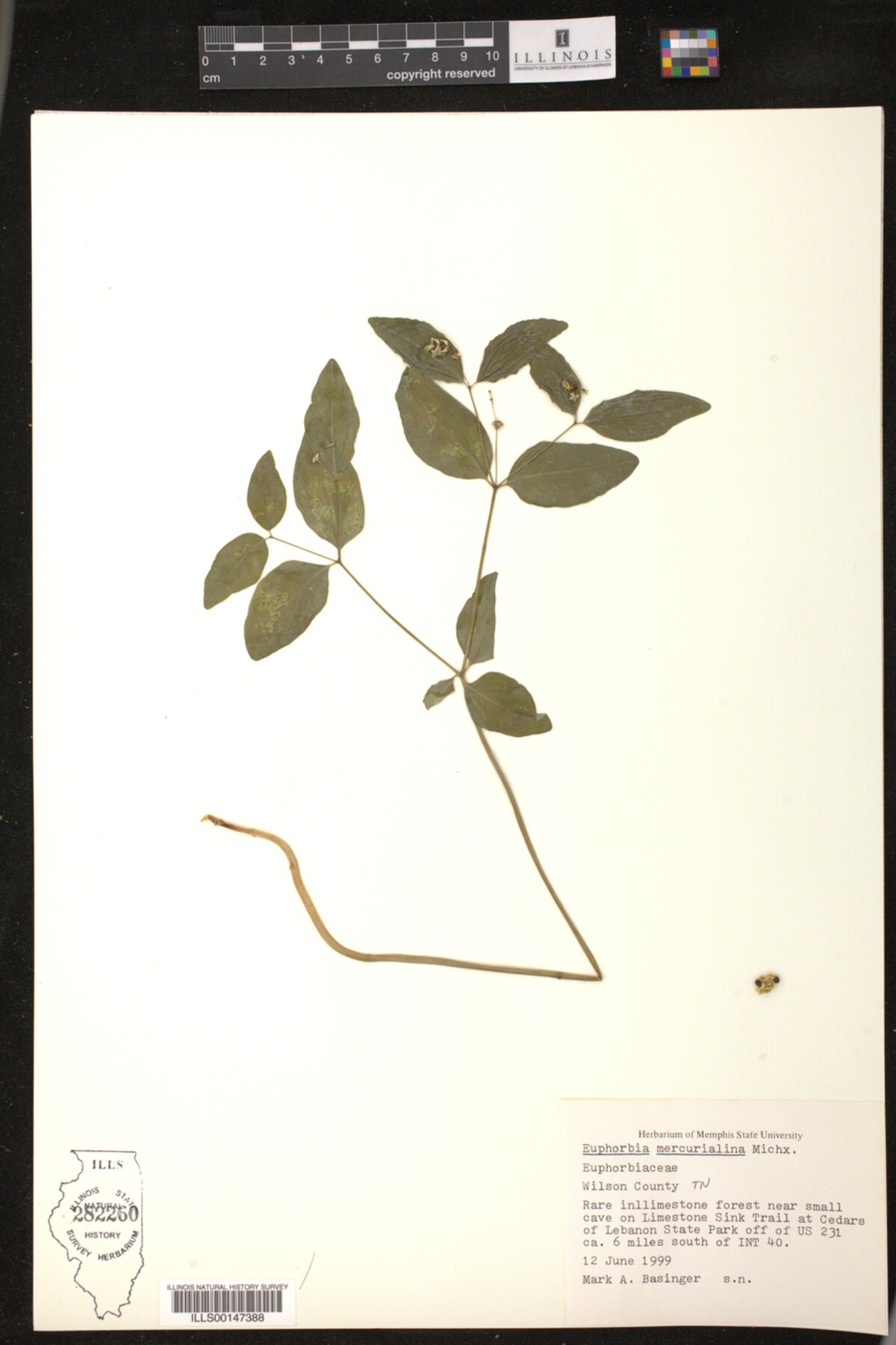 Euphorbia mercurialina image