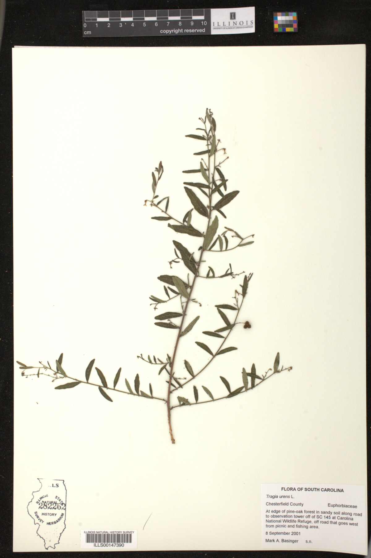 Tragia urens image