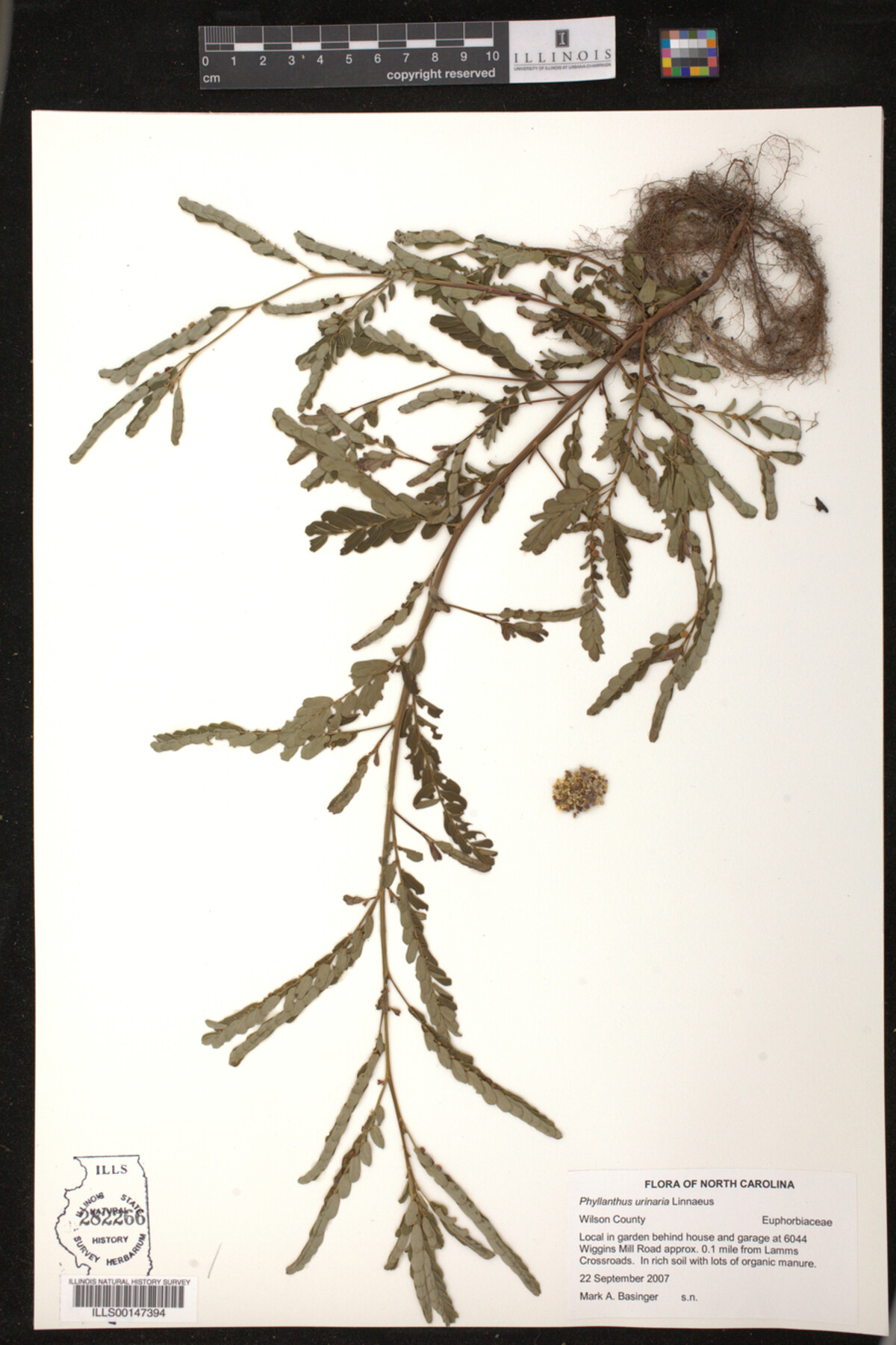 Phyllanthus urinaria image