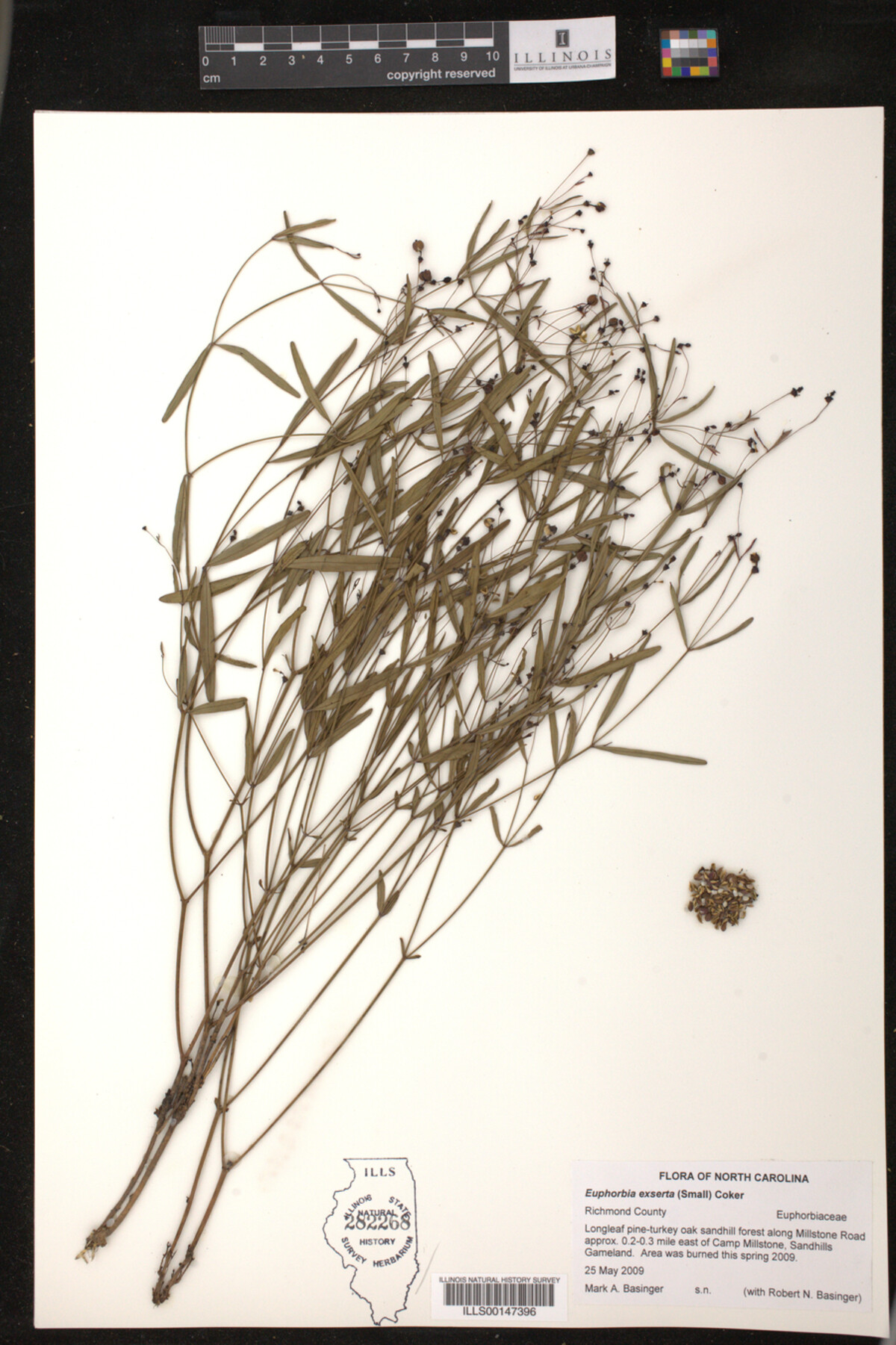 Euphorbia exserta image