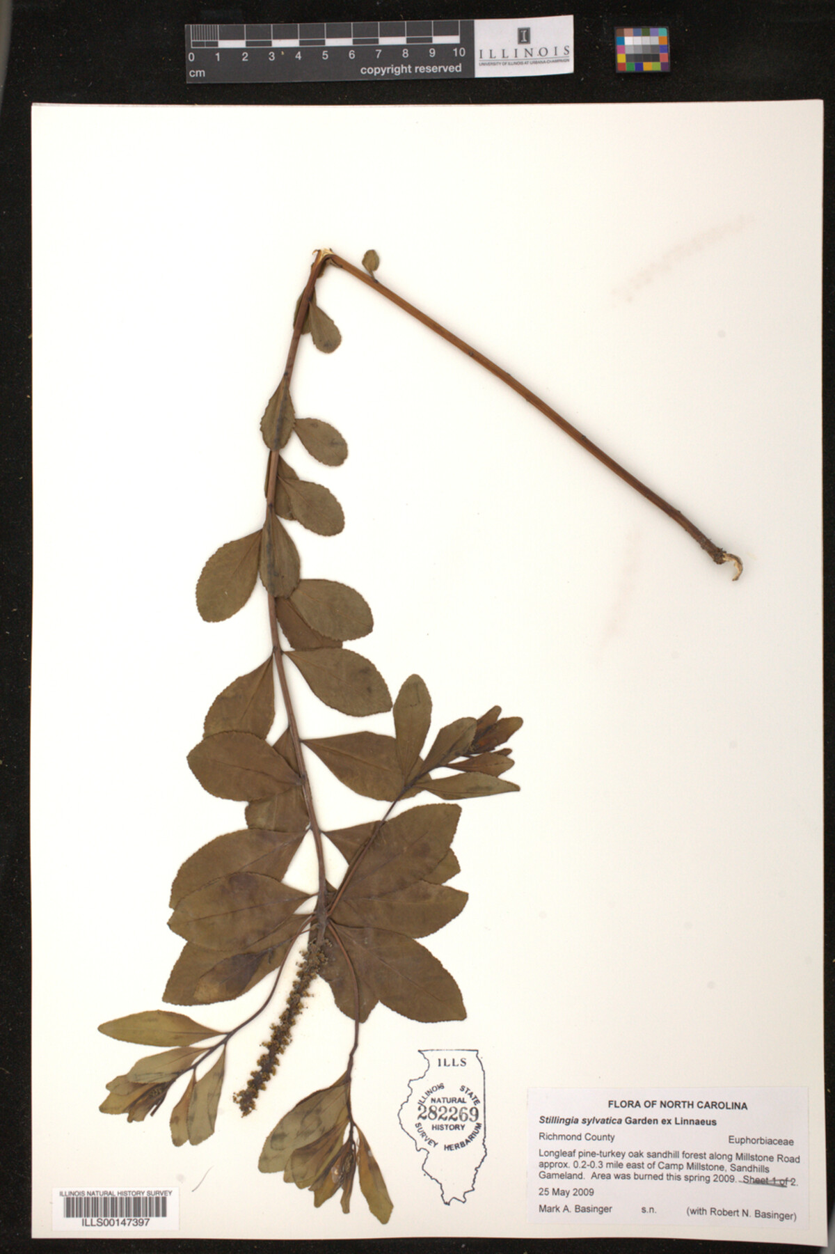 Stillingia sylvatica image