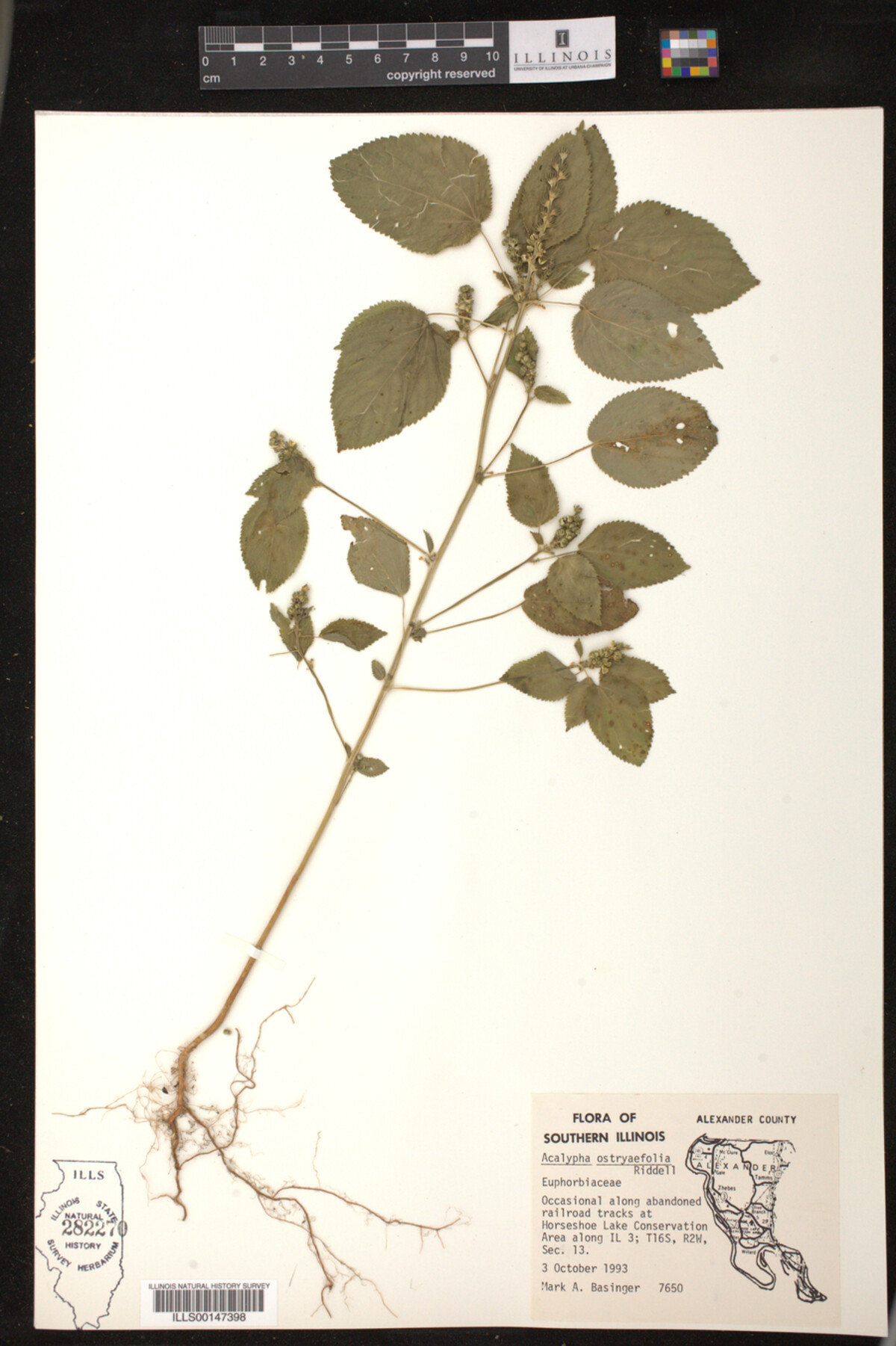 Acalypha ostryaefolia image