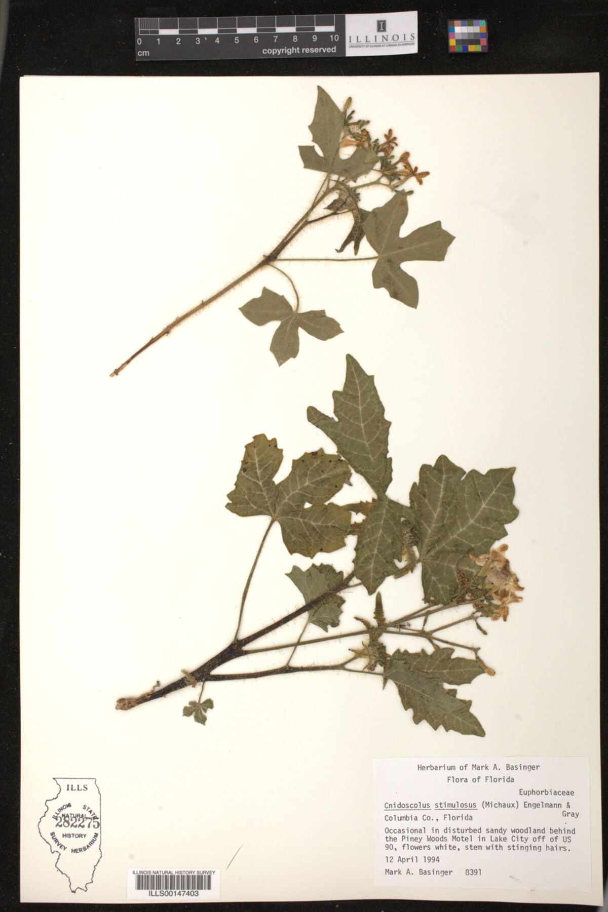 Cnidoscolus image