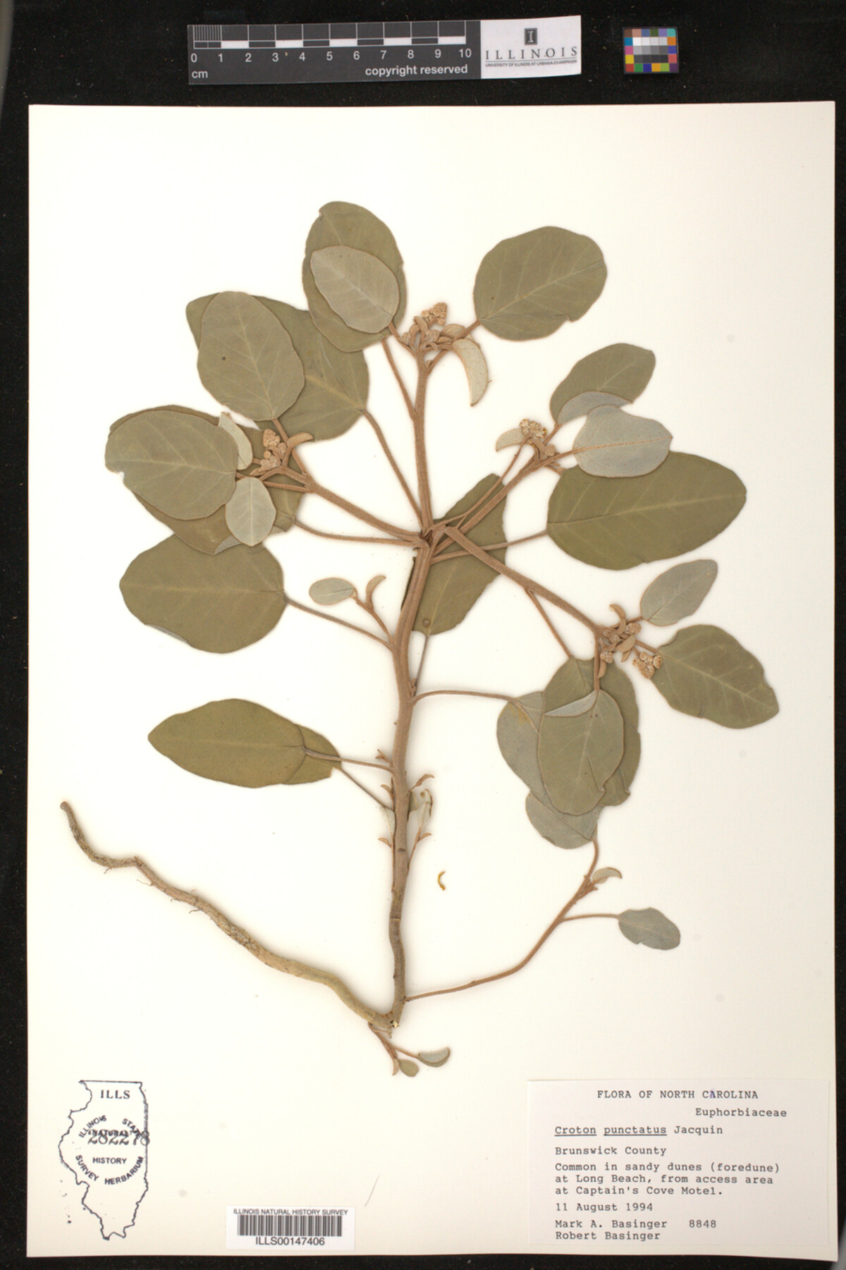 Croton punctatus image