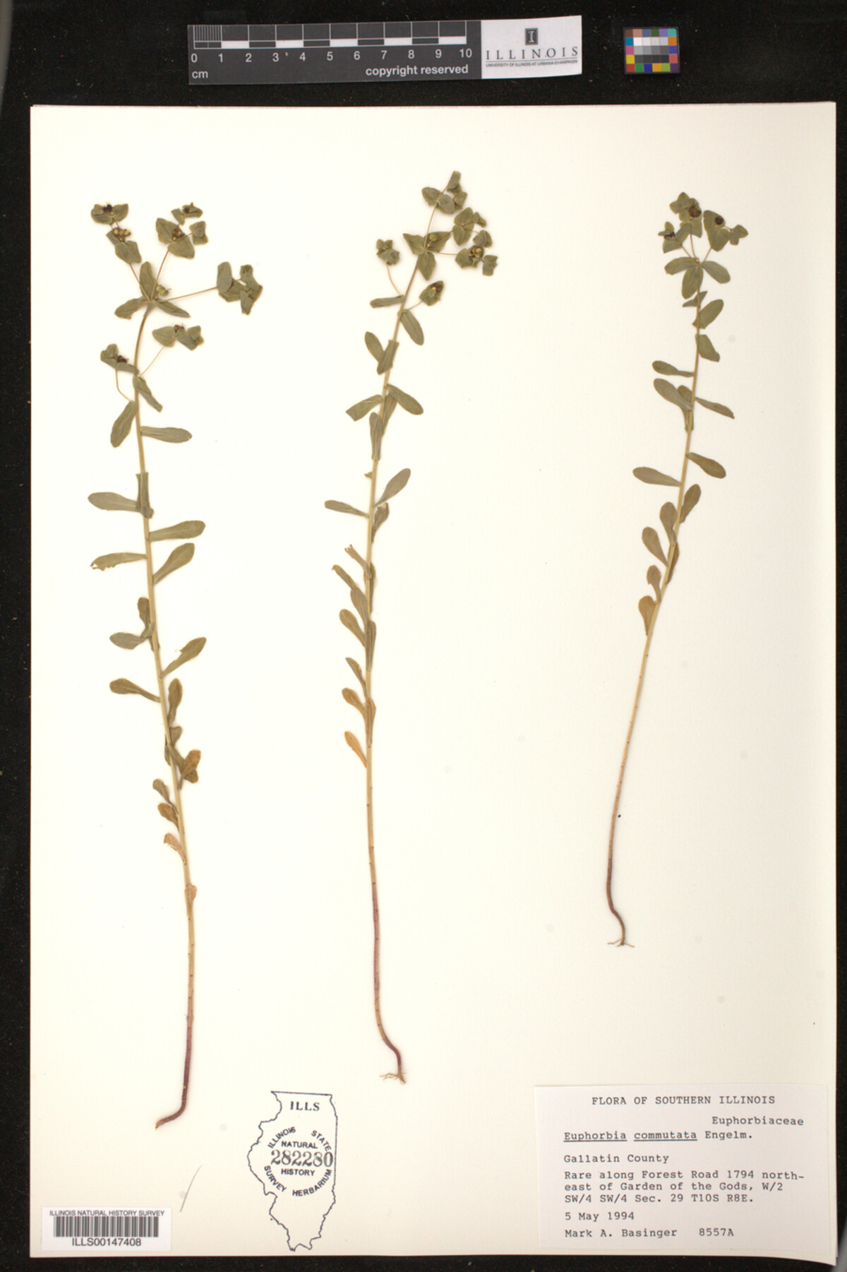 Euphorbia commutata image