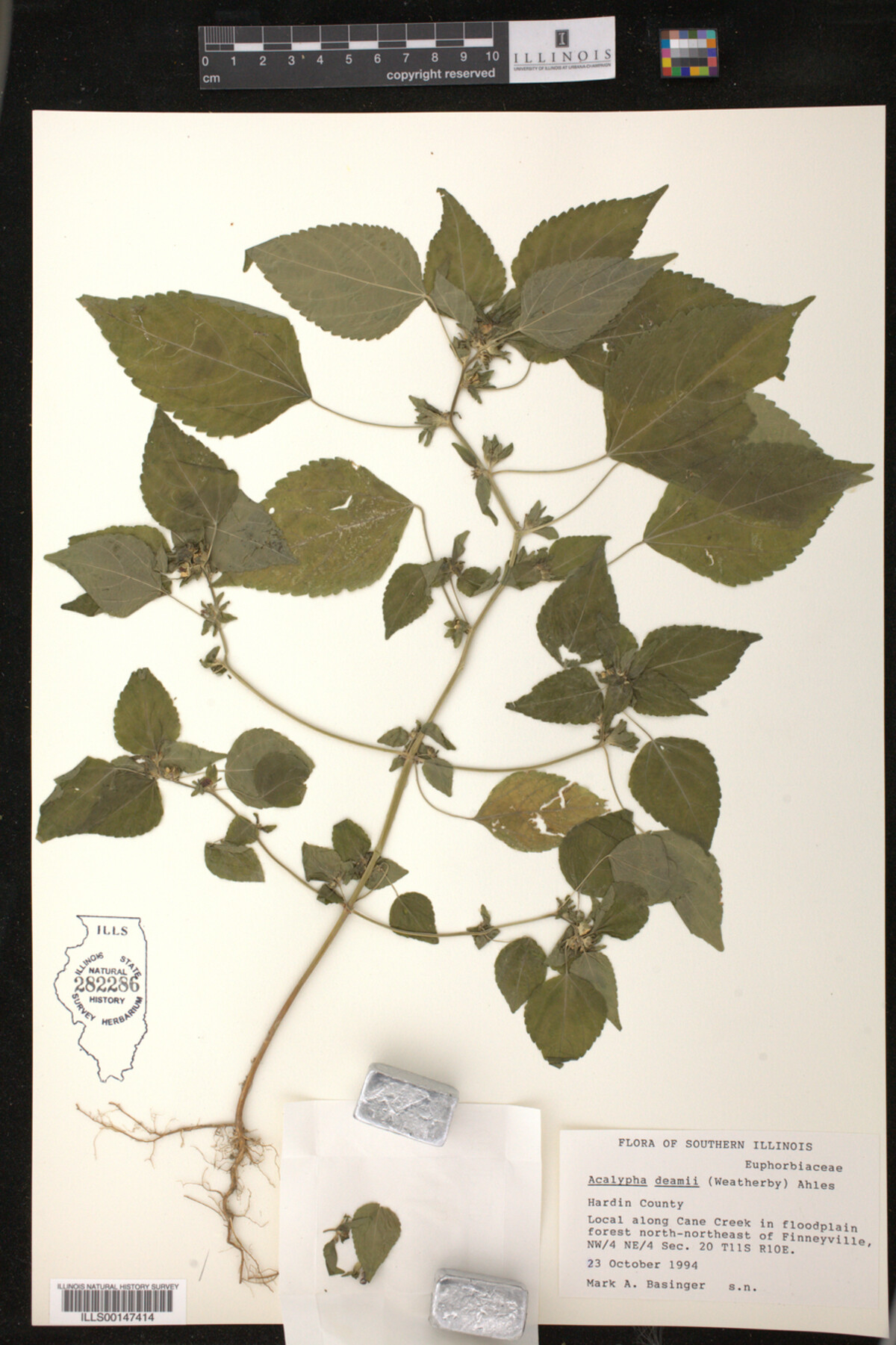 Acalypha deamii image