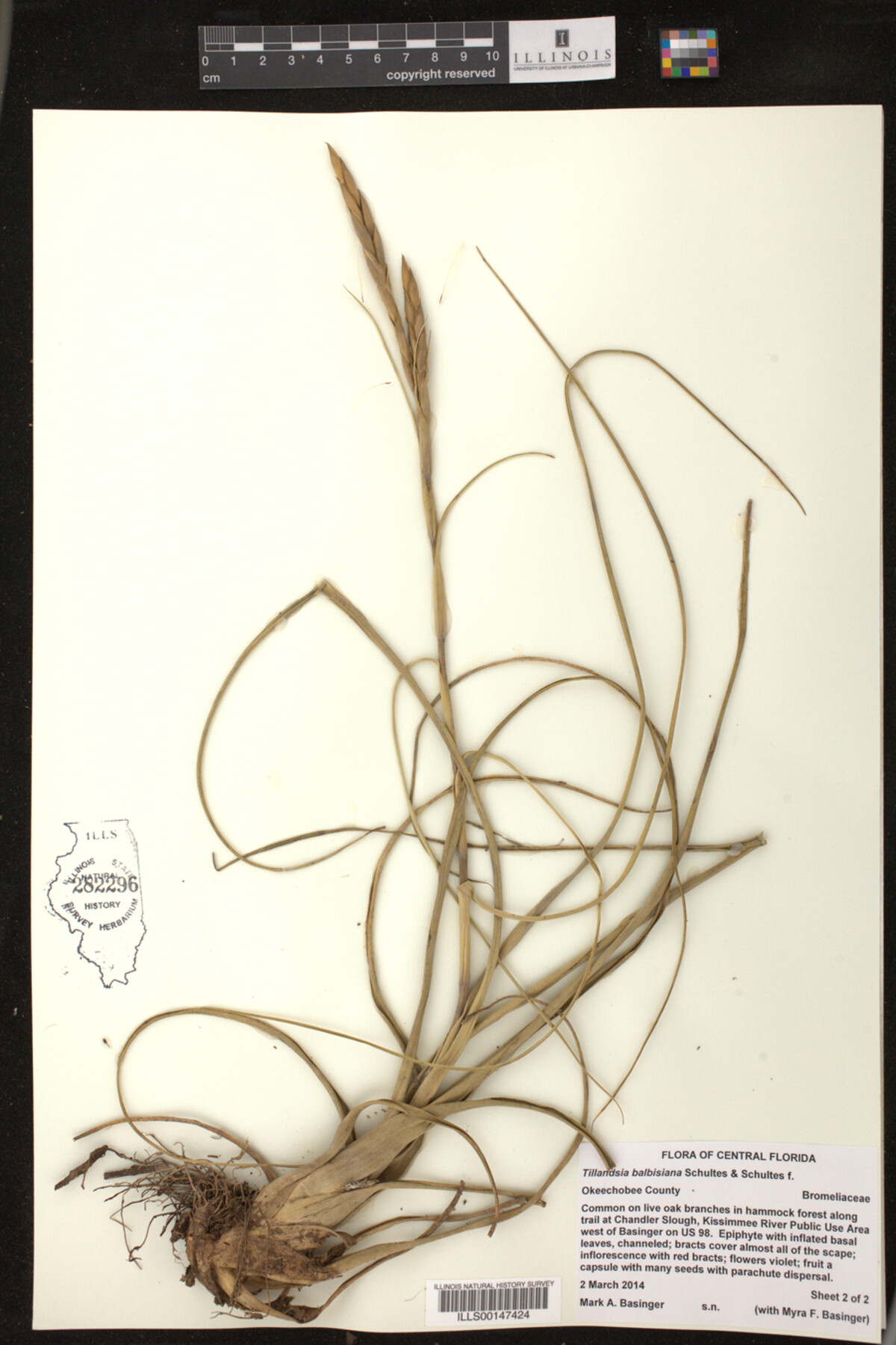 Tillandsia balbisiana image