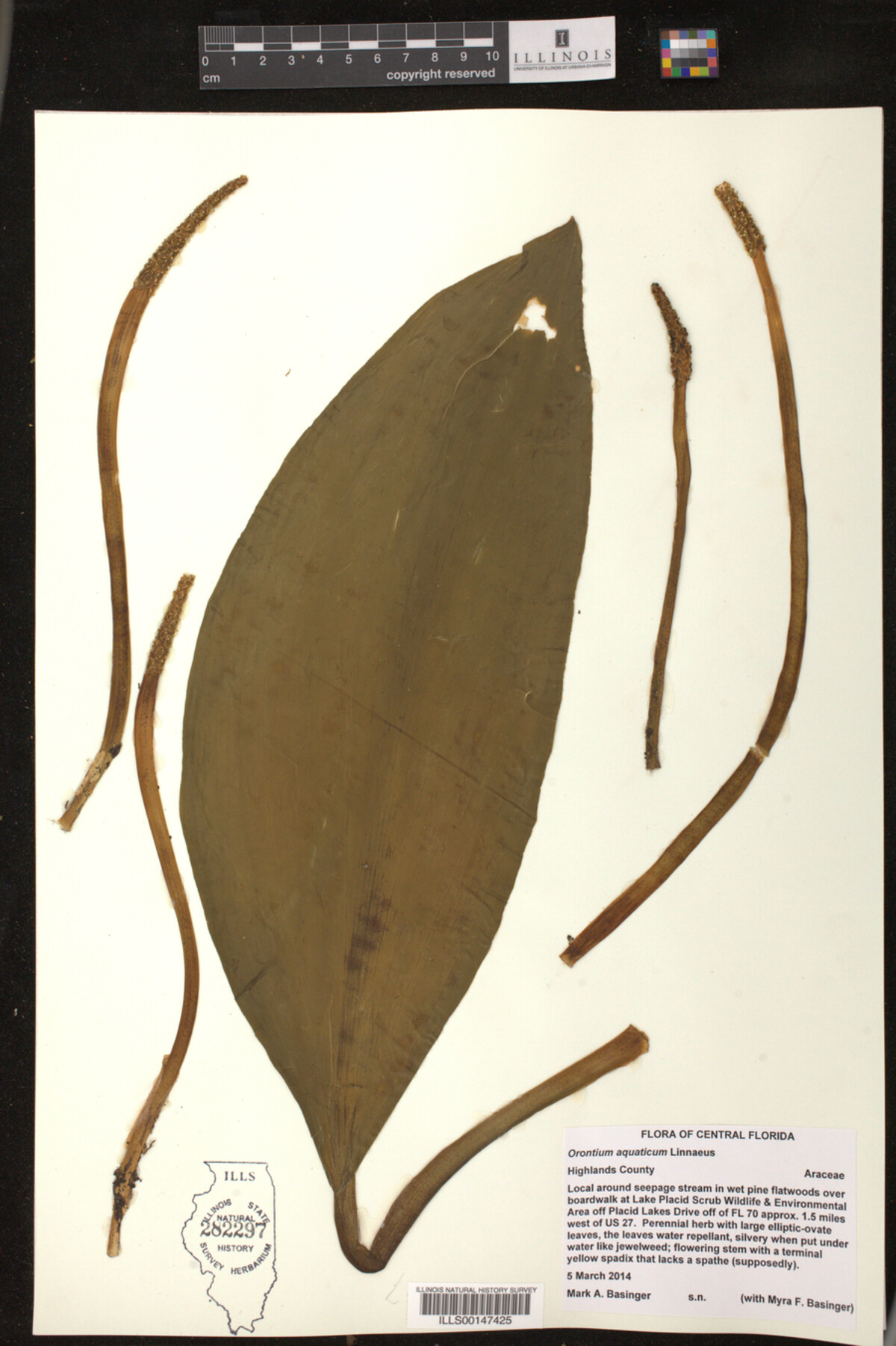 Orontium aquaticum image