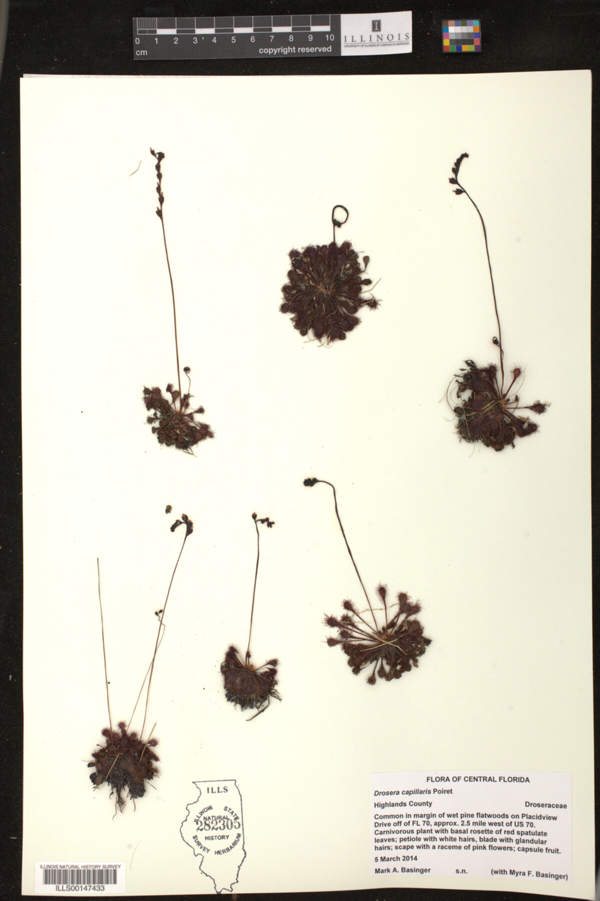 Drosera capillaris image