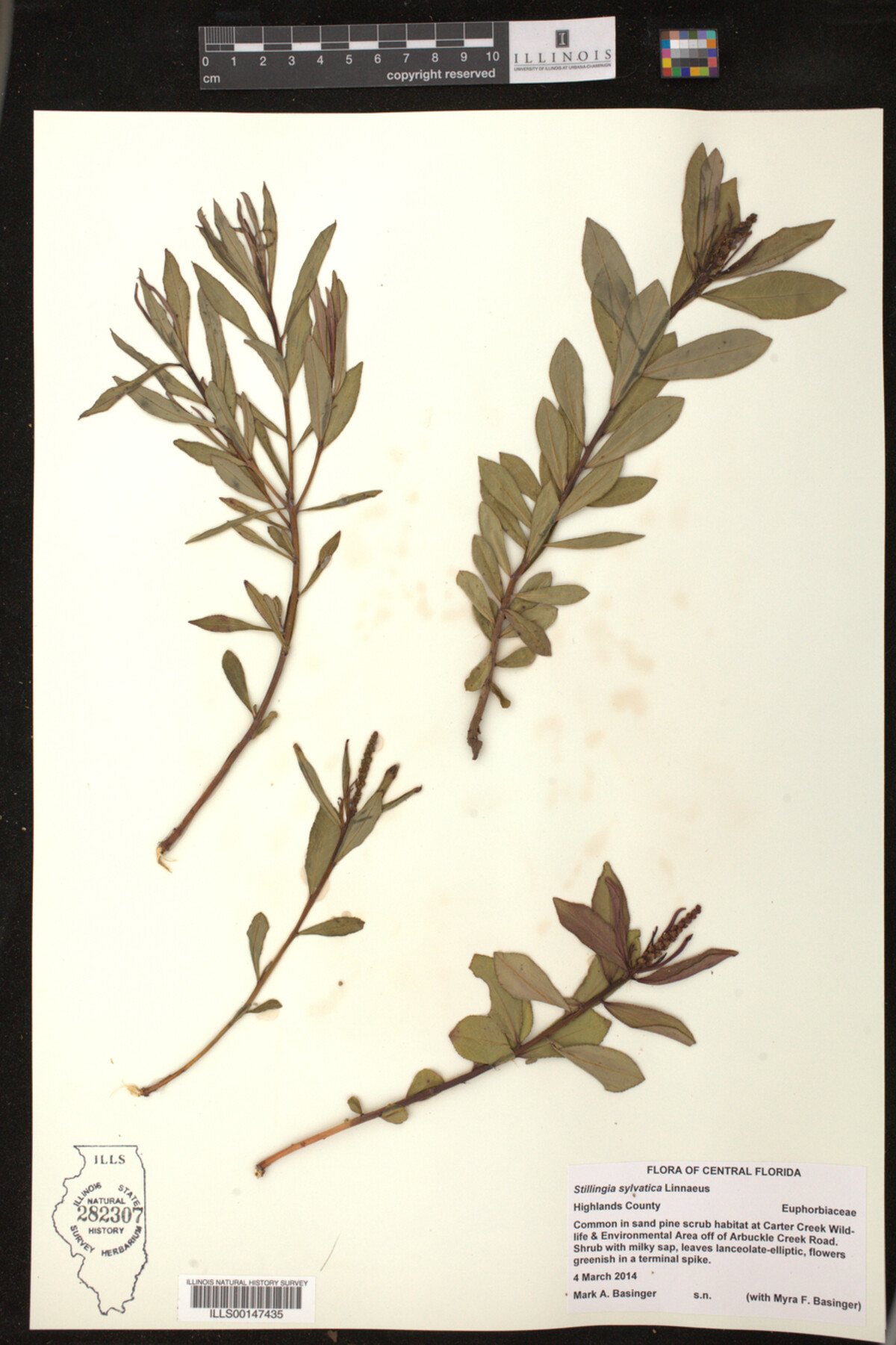 Stillingia sylvatica image