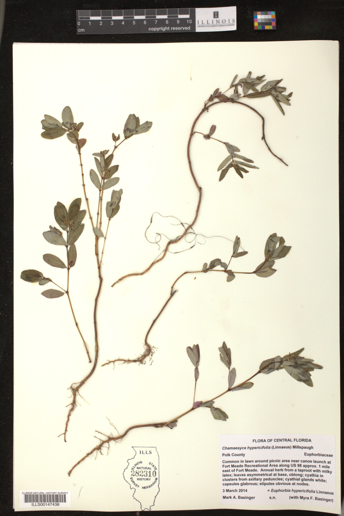 Euphorbia hypericifolia image