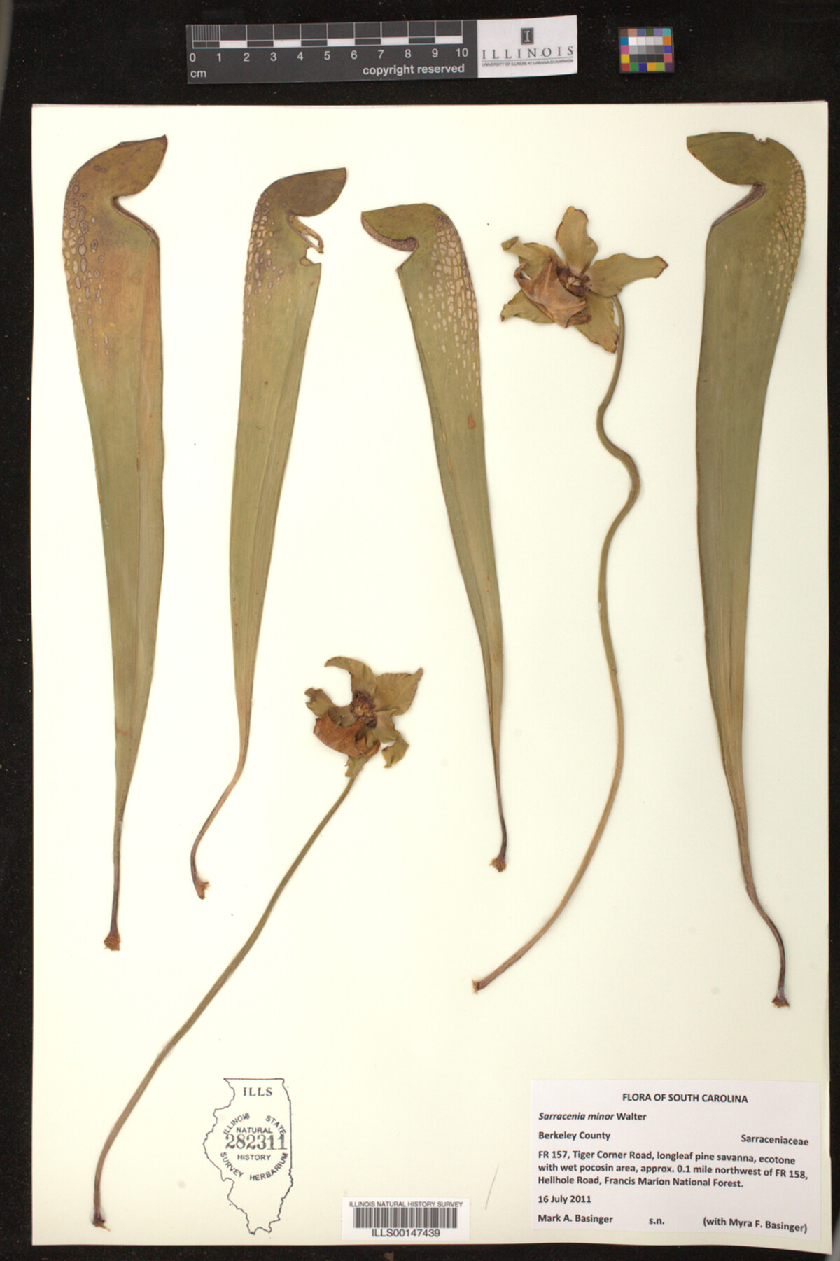 Sarracenia minor image