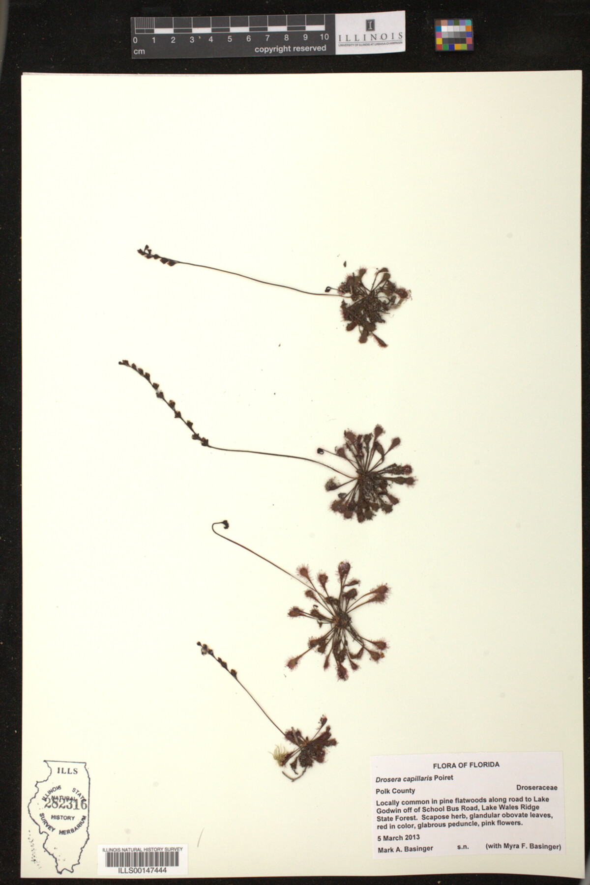 Drosera capillaris image