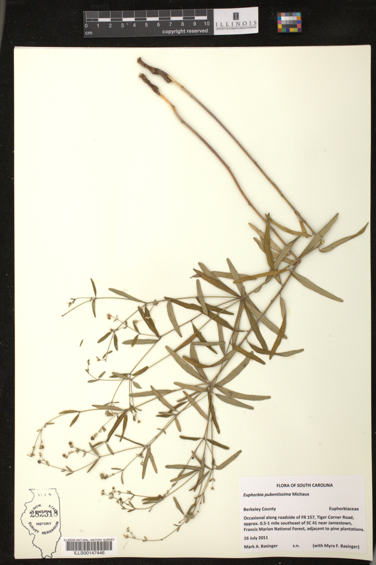 Euphorbia pubentissima image