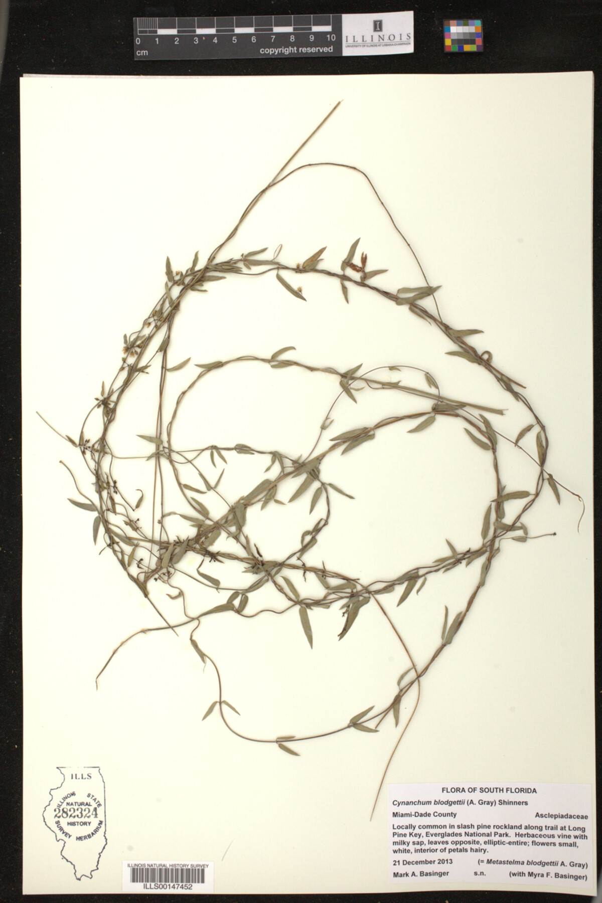 Cynanchum blodgettii image