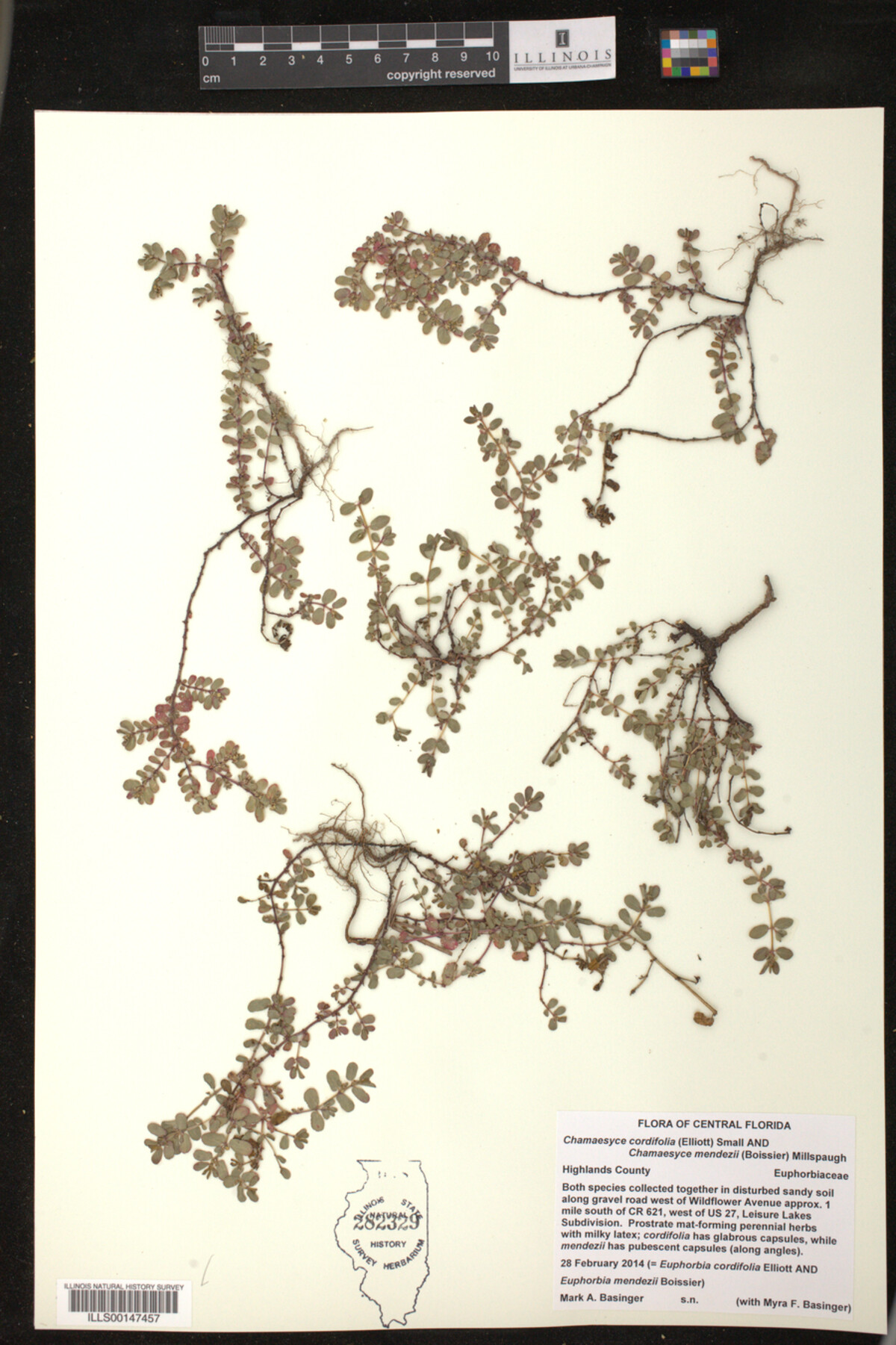 Euphorbia cordifolia image