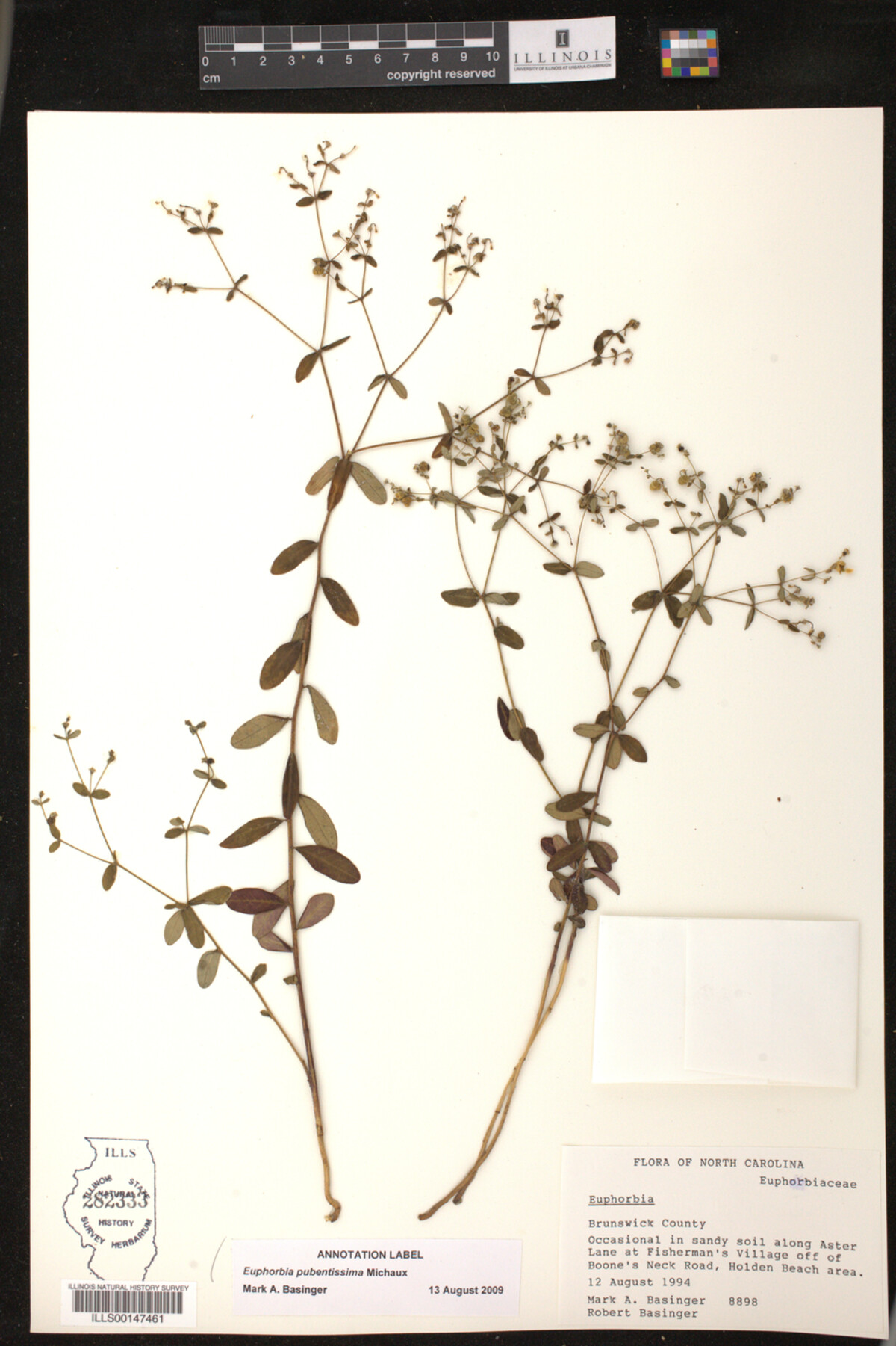 Euphorbia pubentissima image