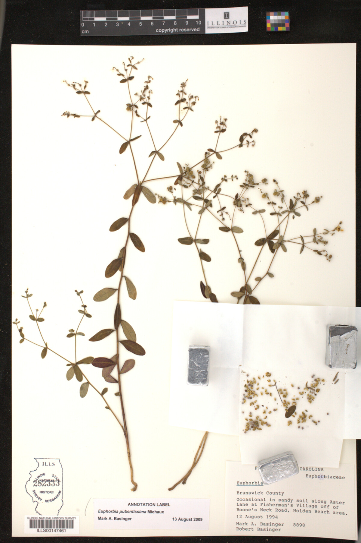 Euphorbia pubentissima image