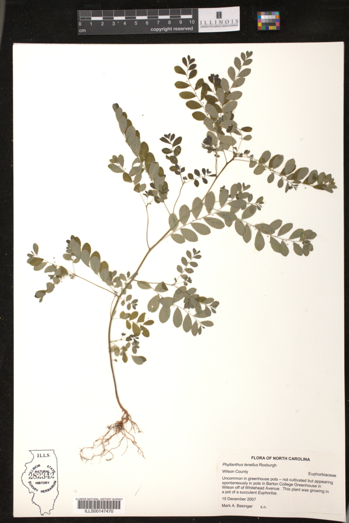Phyllanthus tenellus image