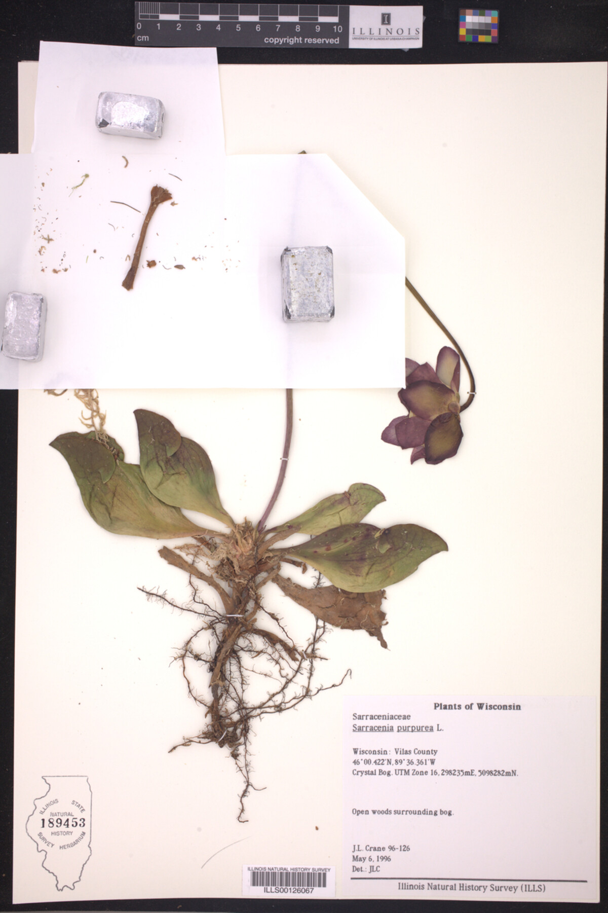 Sarracenia purpurea image