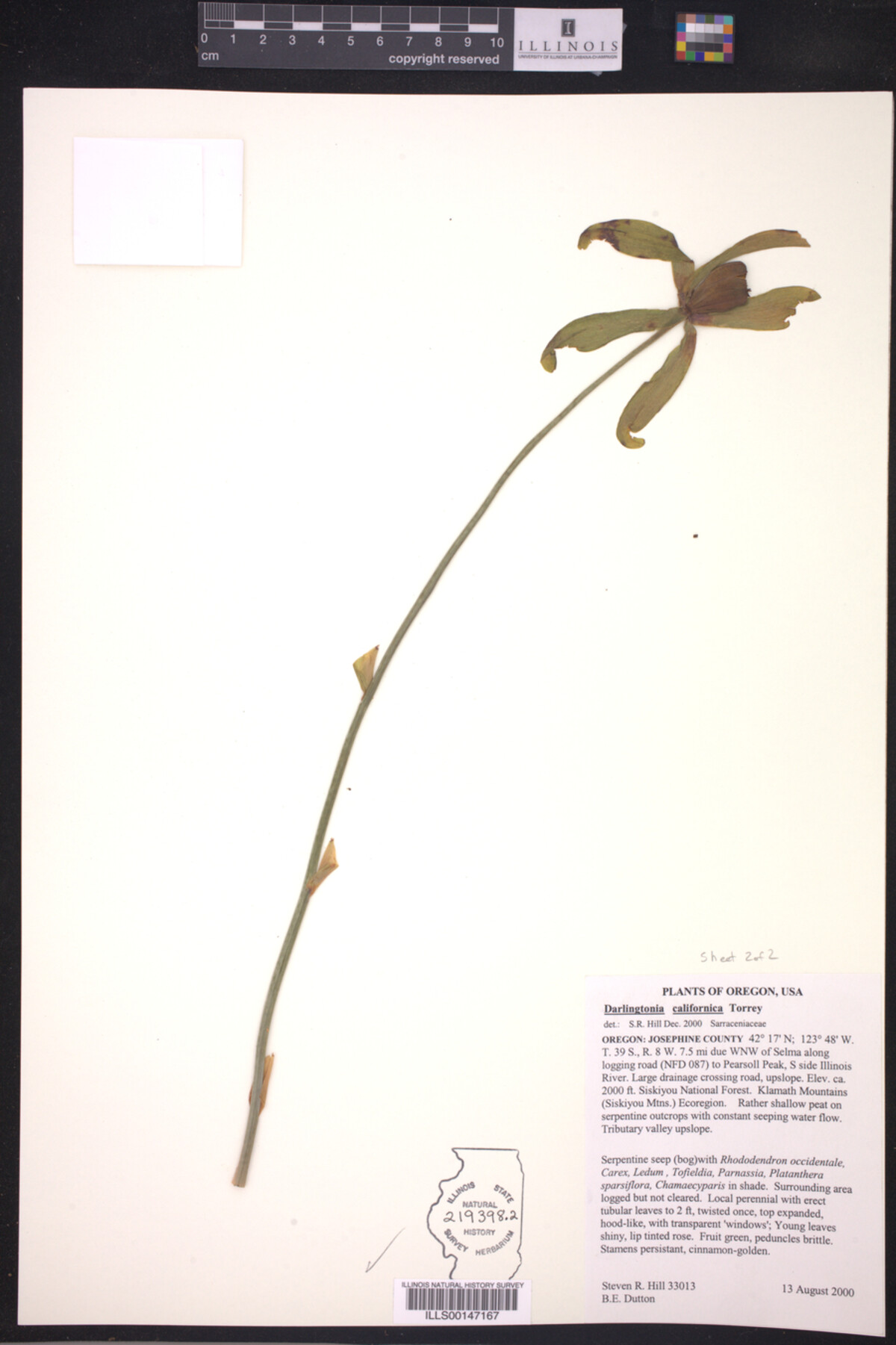 Darlingtonia californica image