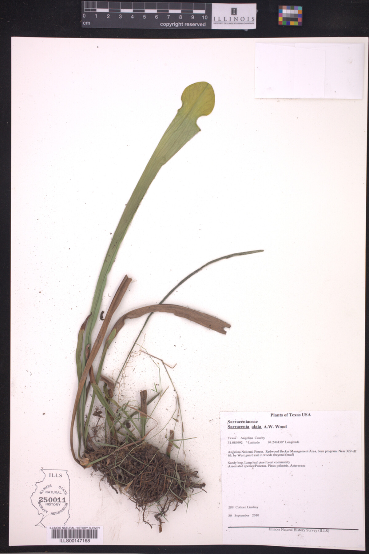 Sarracenia alata image