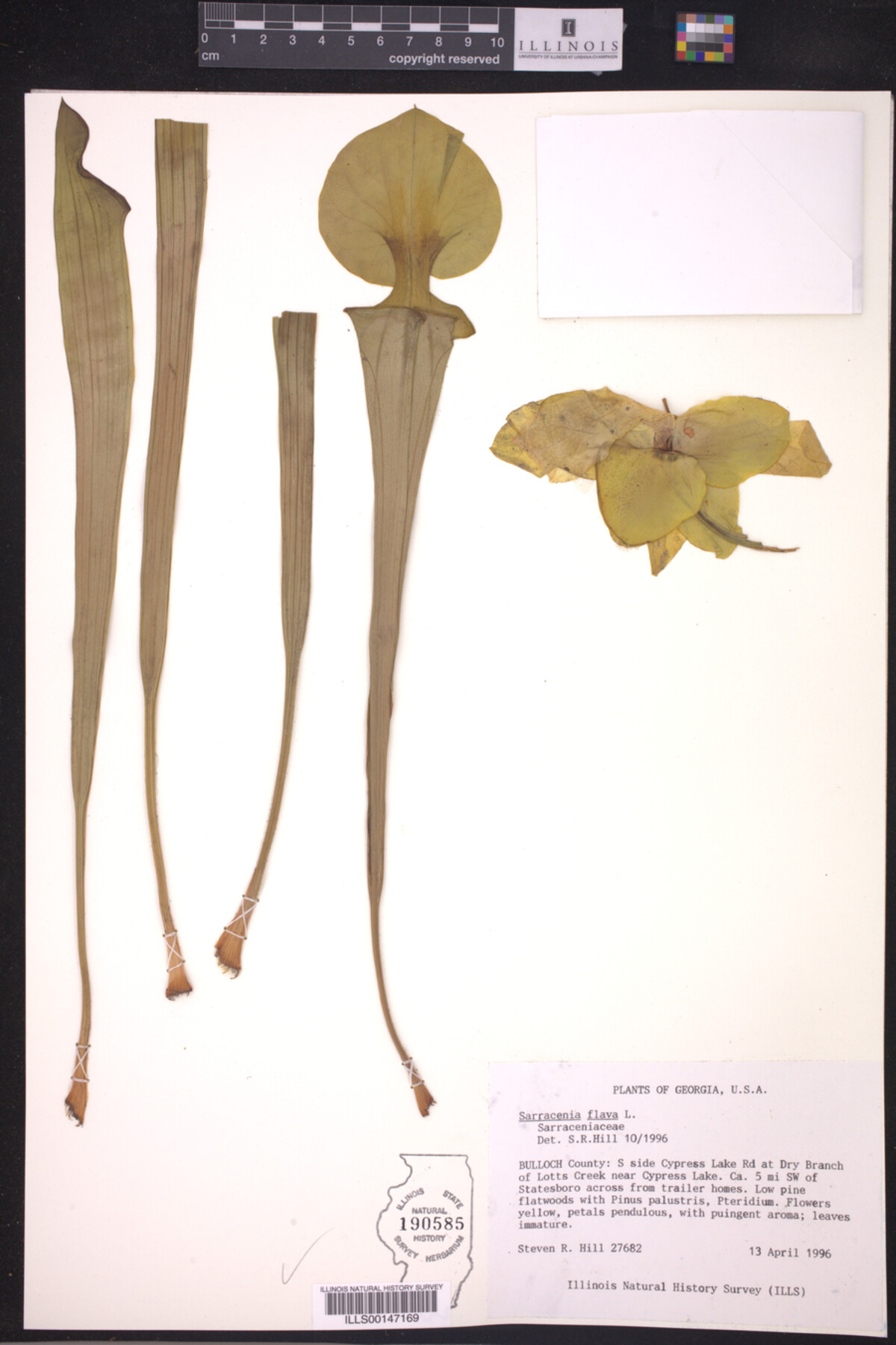 Sarracenia flava image