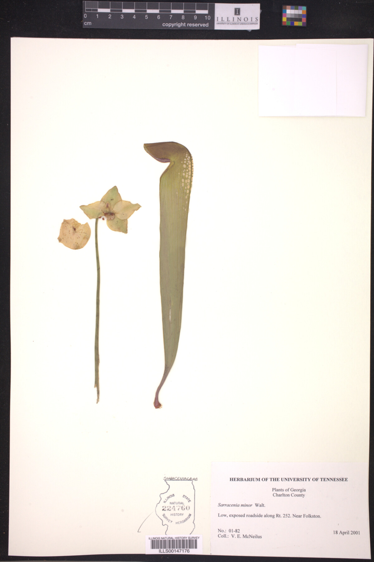 Sarraceniaceae image