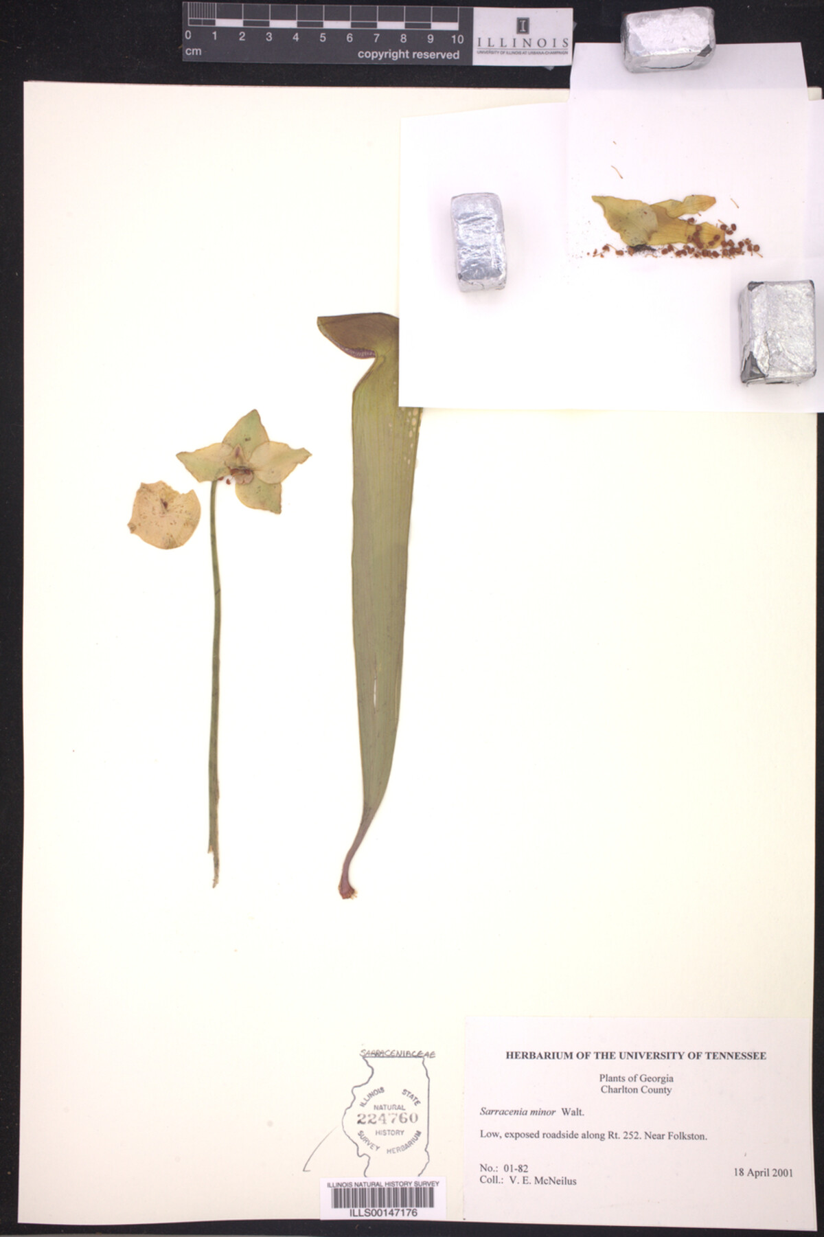 Sarraceniaceae image