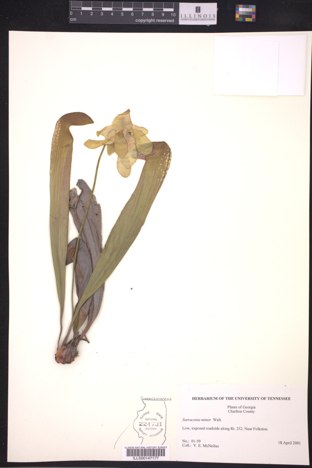 Sarracenia minor image