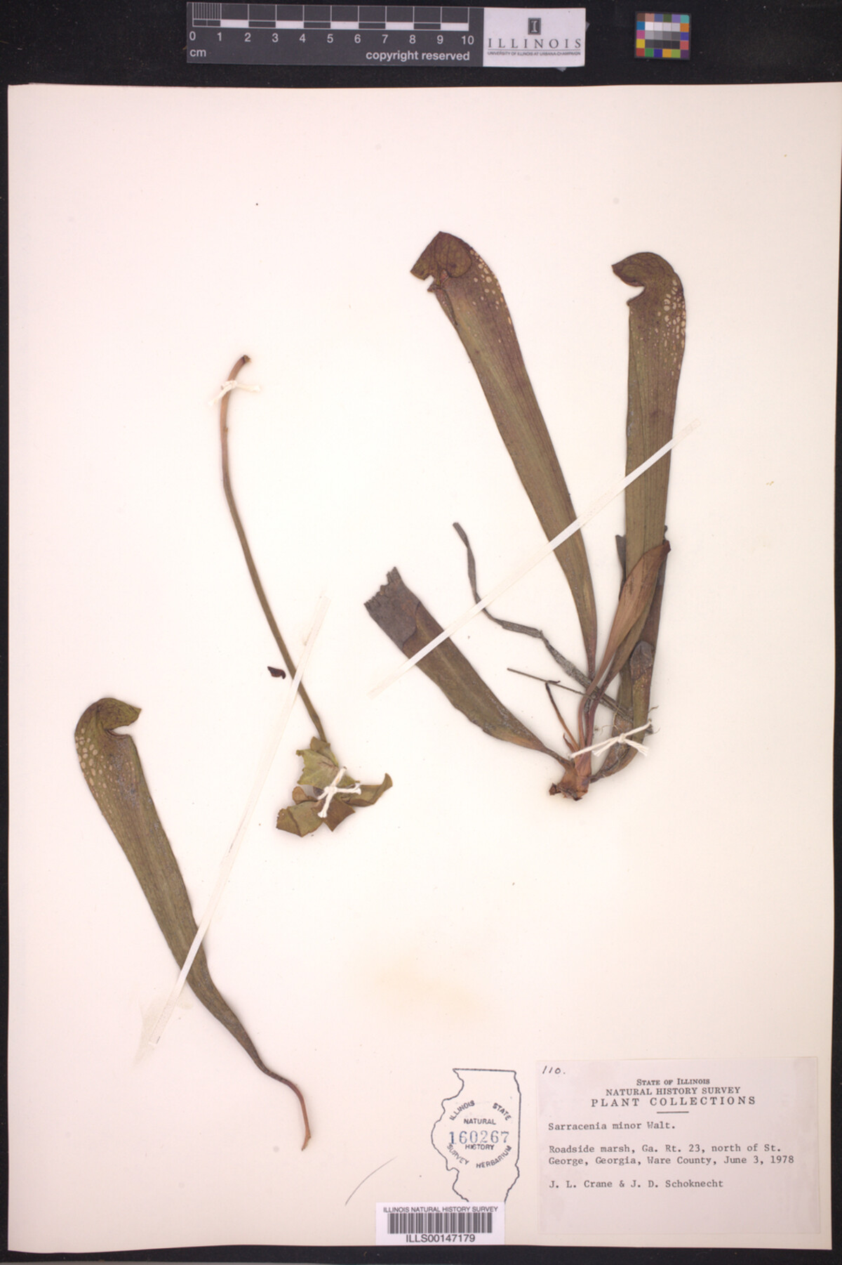 Sarracenia minor image