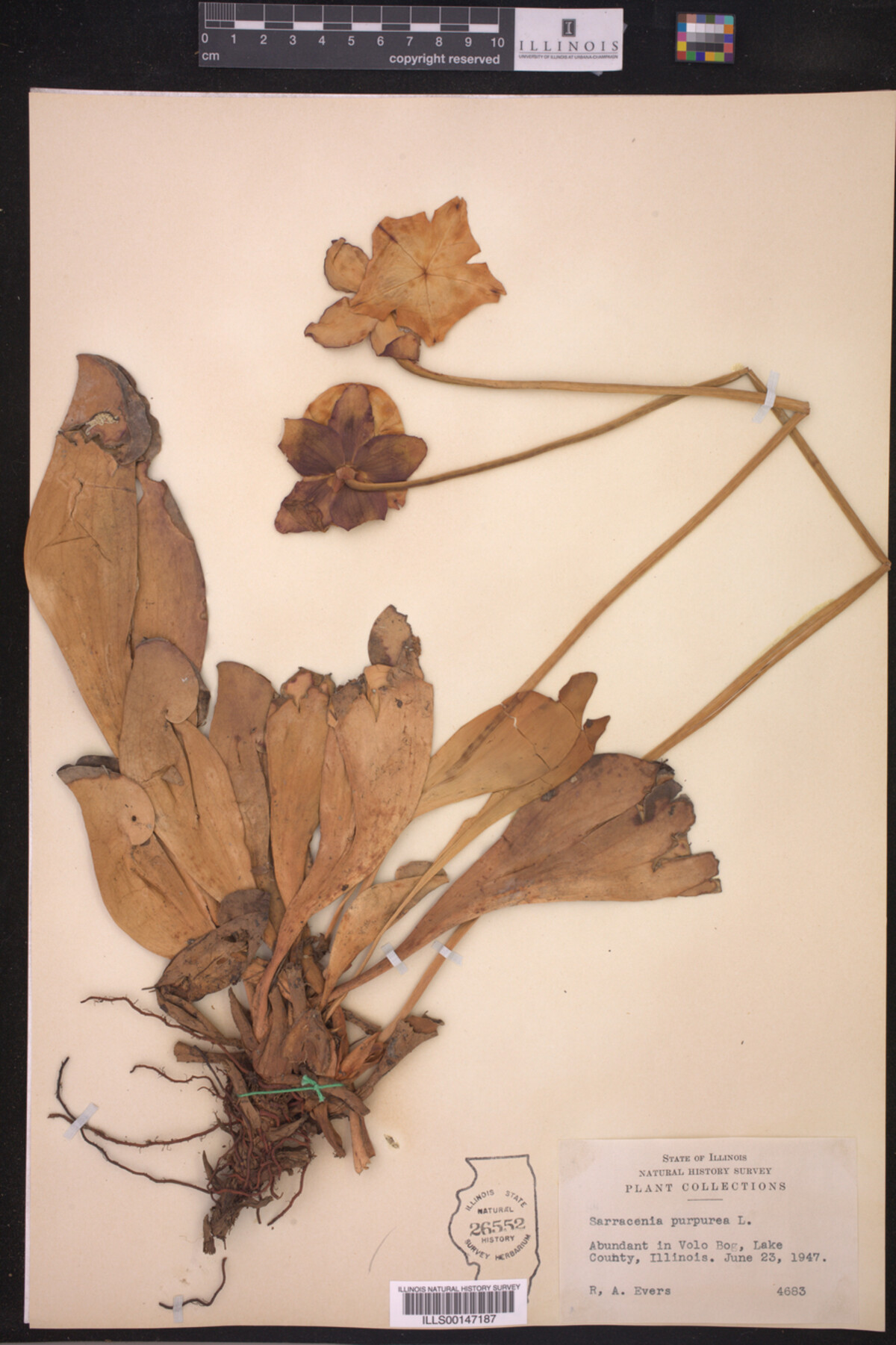 Sarracenia purpurea image
