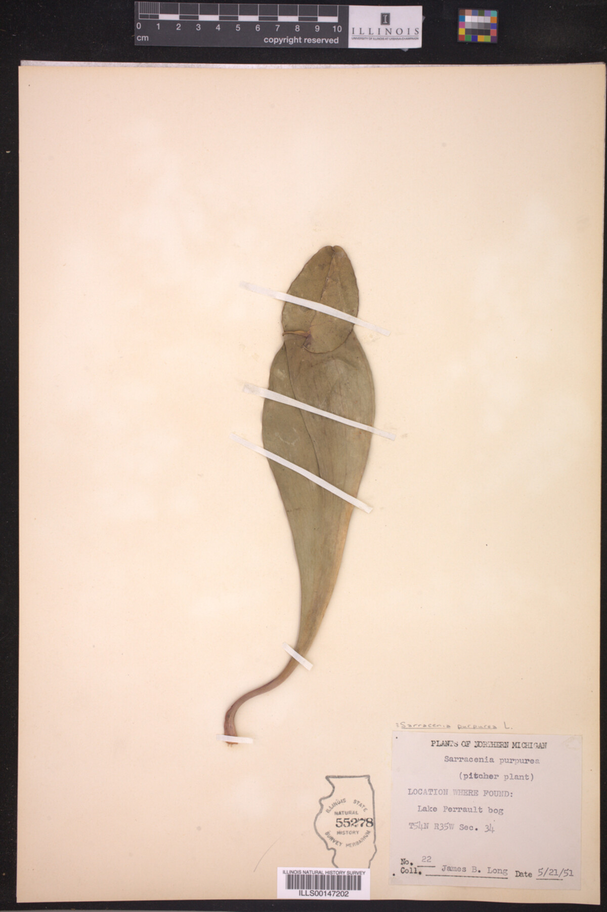 Sarraceniaceae image