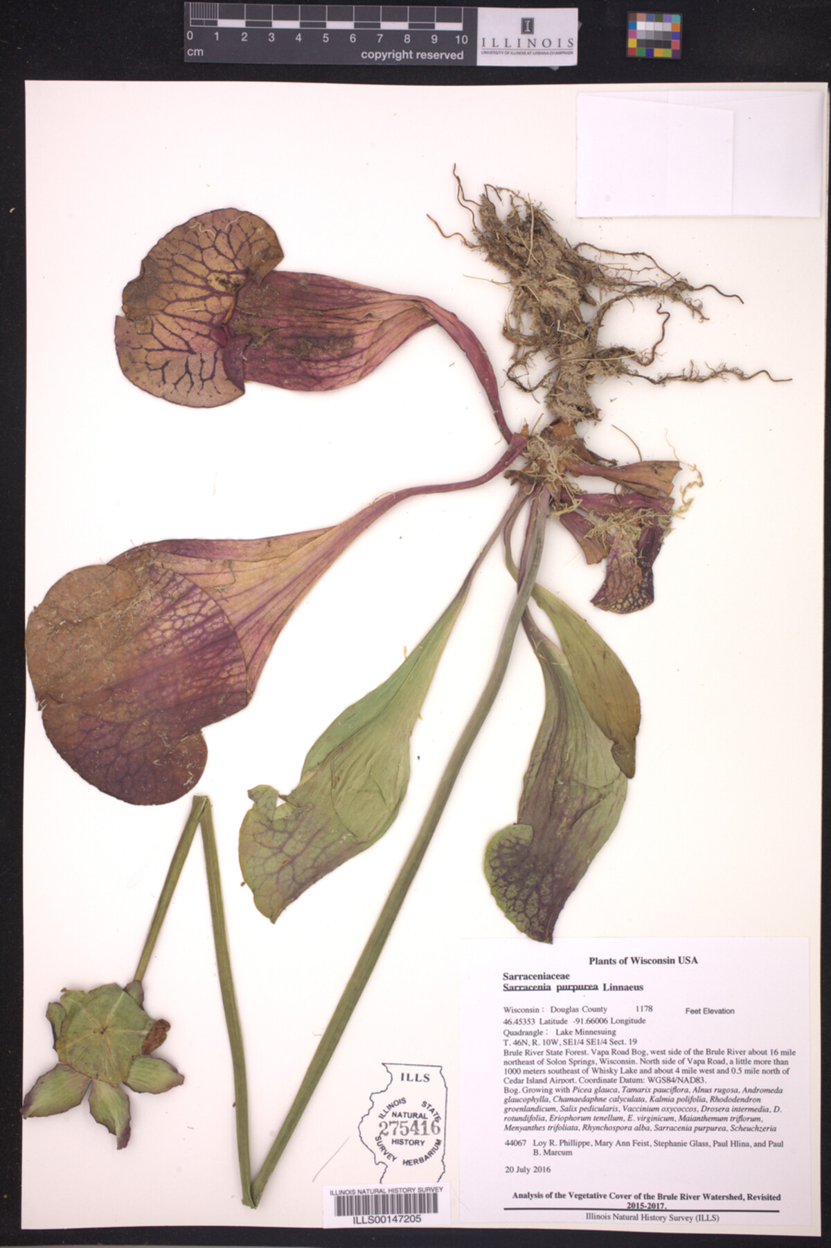Sarracenia image
