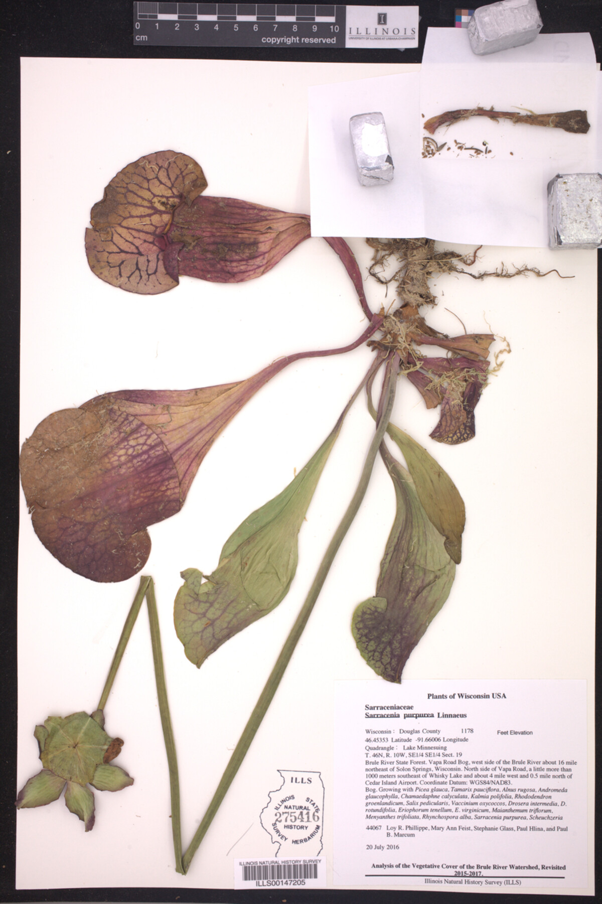 Sarracenia purpurea image