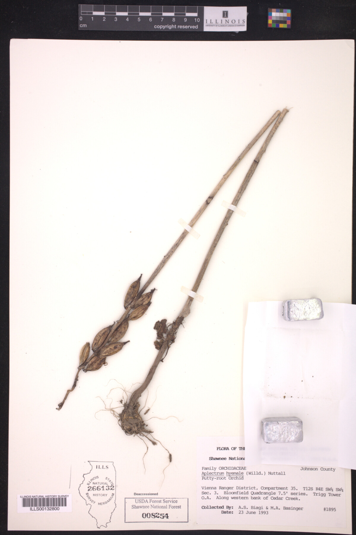 Aplectrum hyemale image