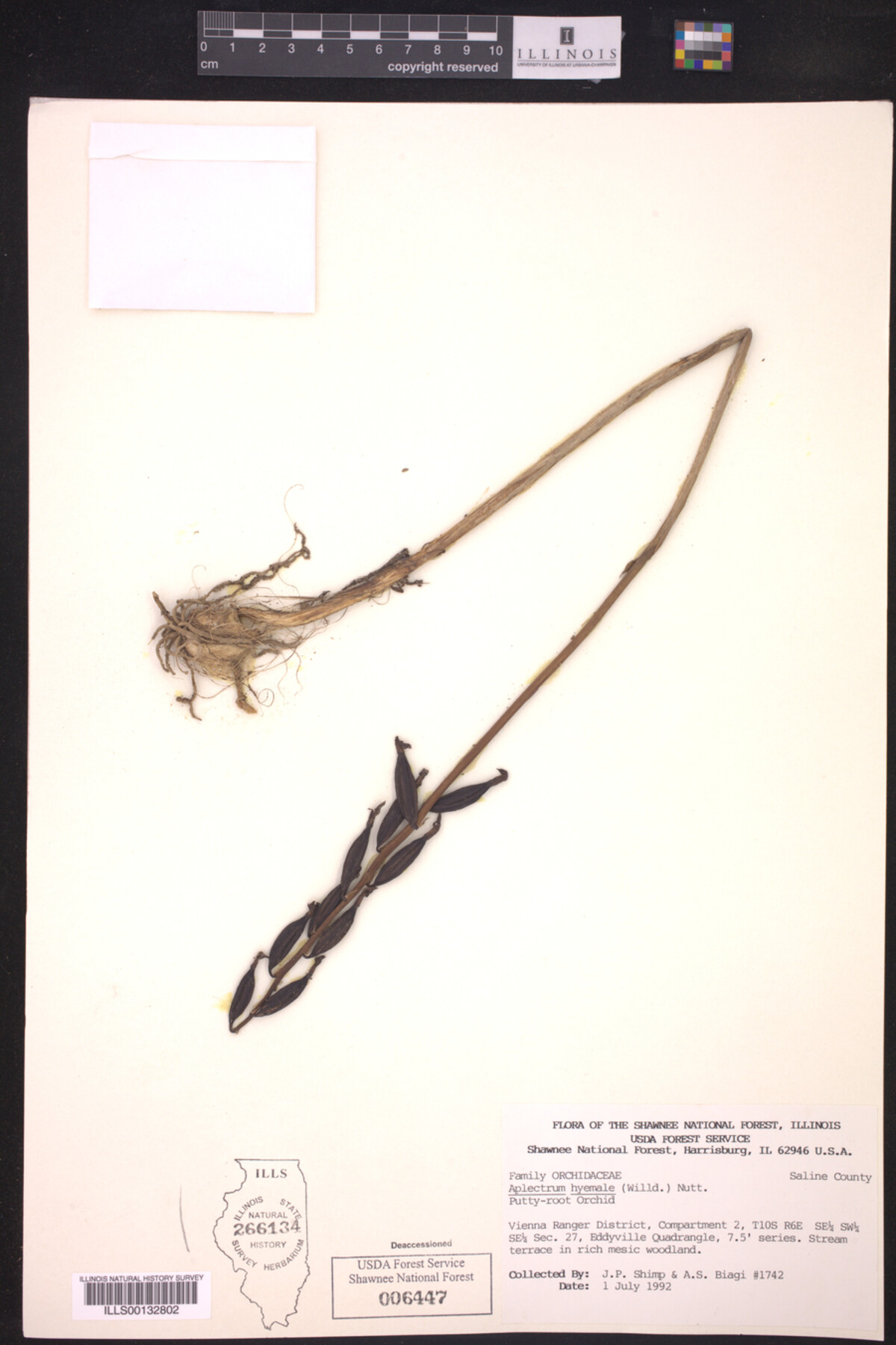 Orchidaceae image