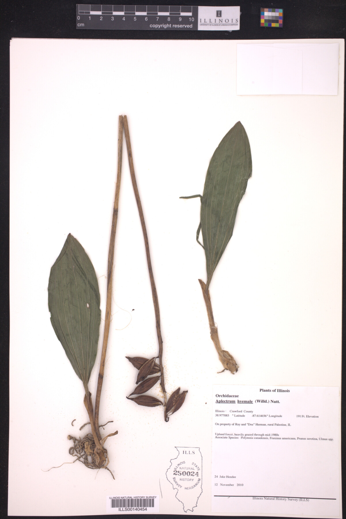 Aplectrum hyemale image