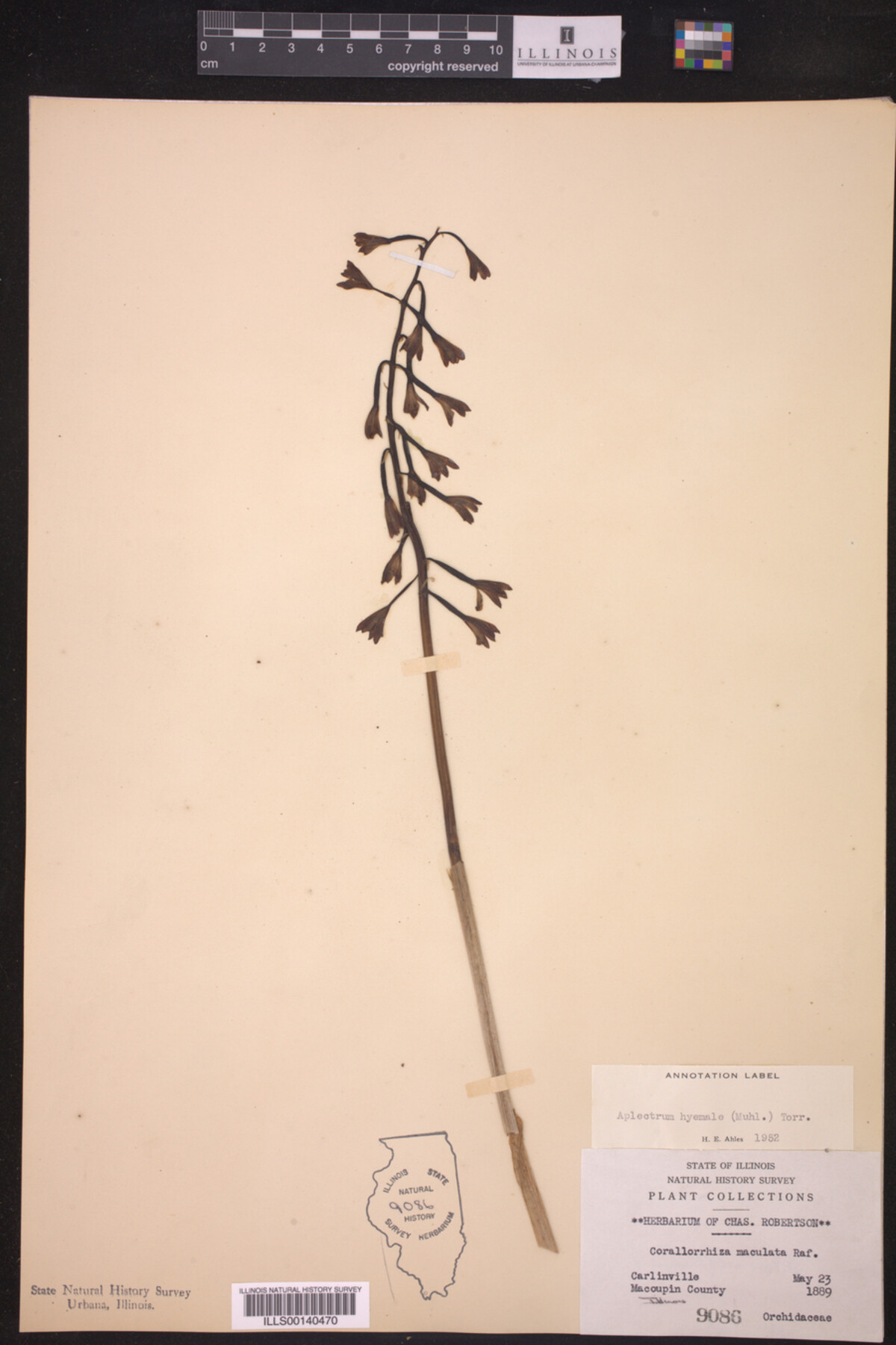 Aplectrum hyemale image