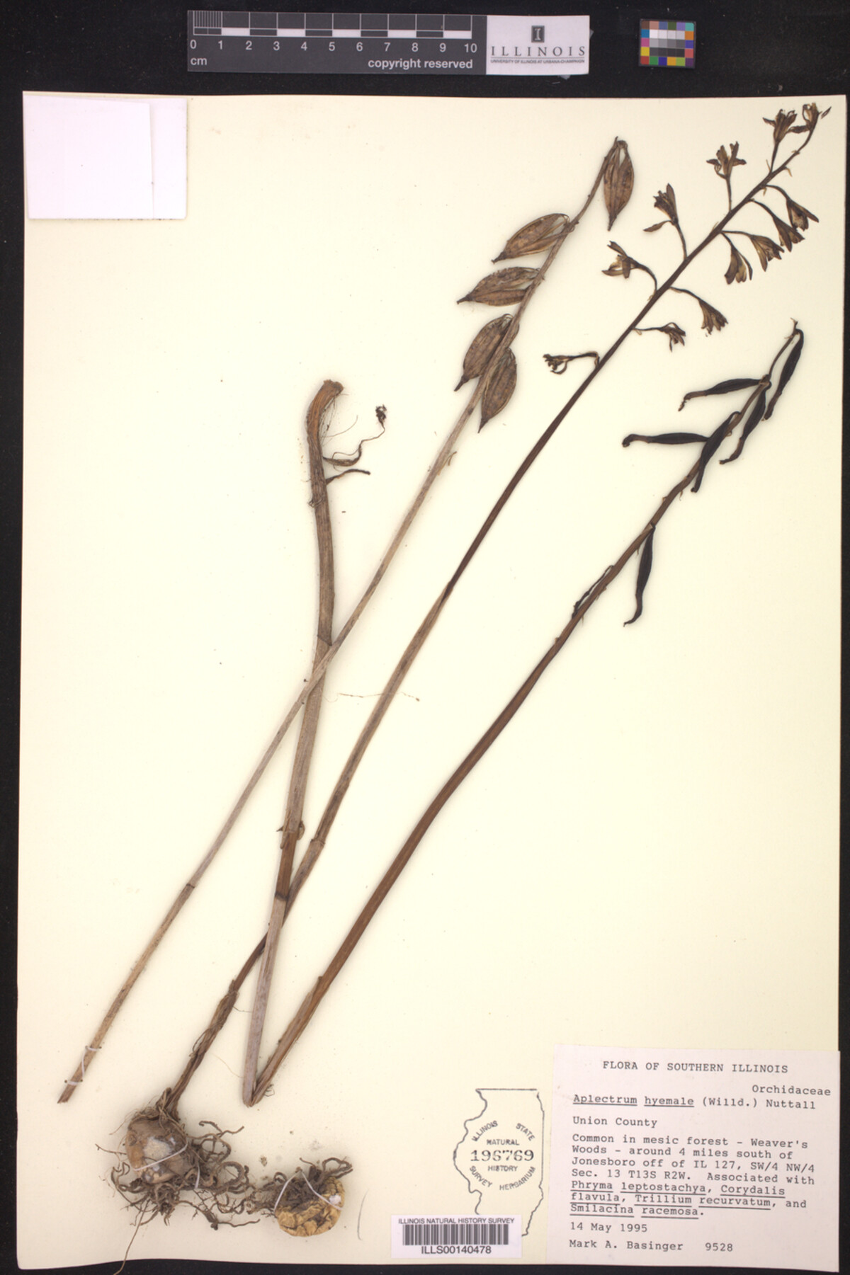 Aplectrum hyemale image