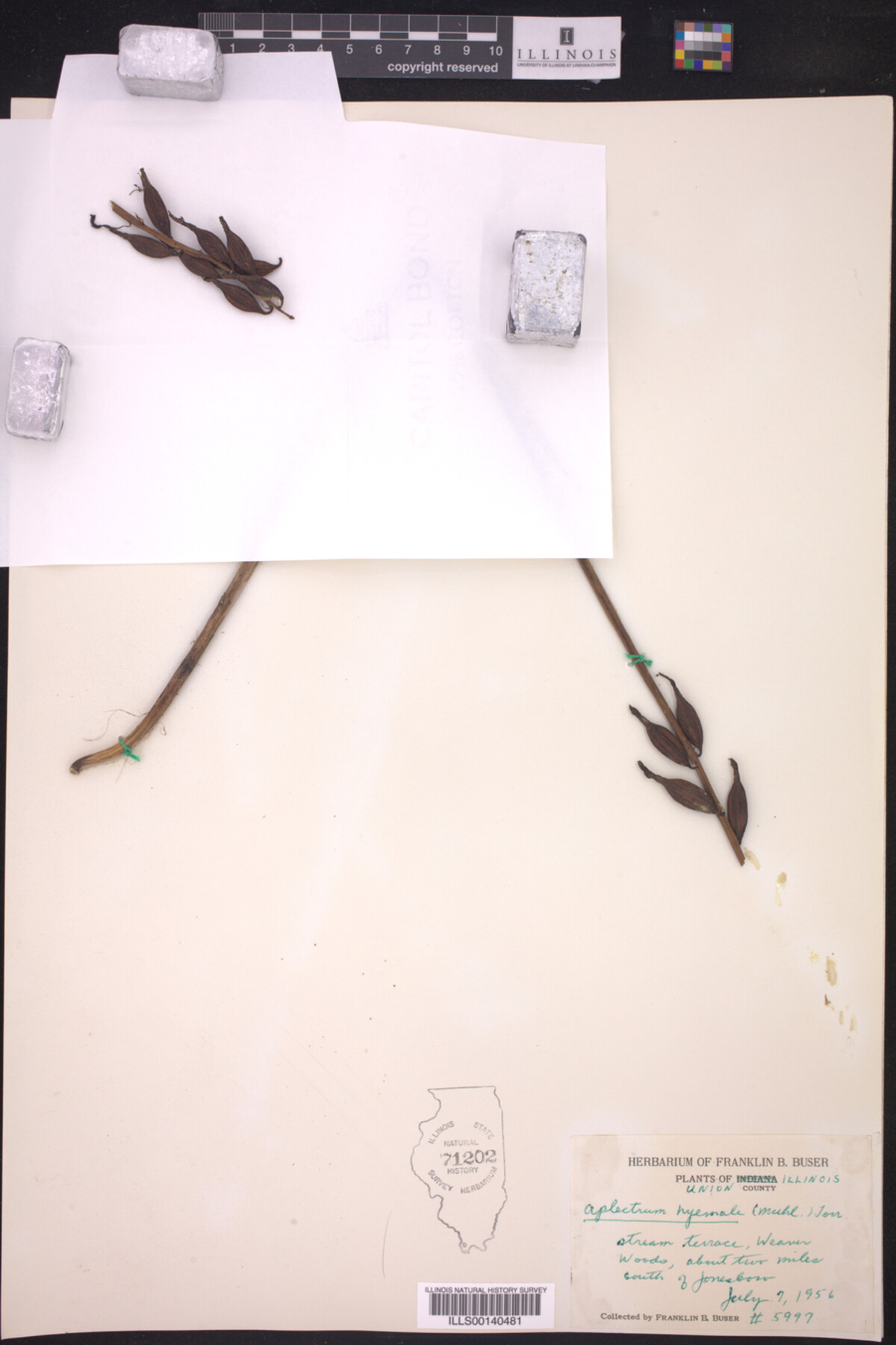 Aplectrum hyemale image